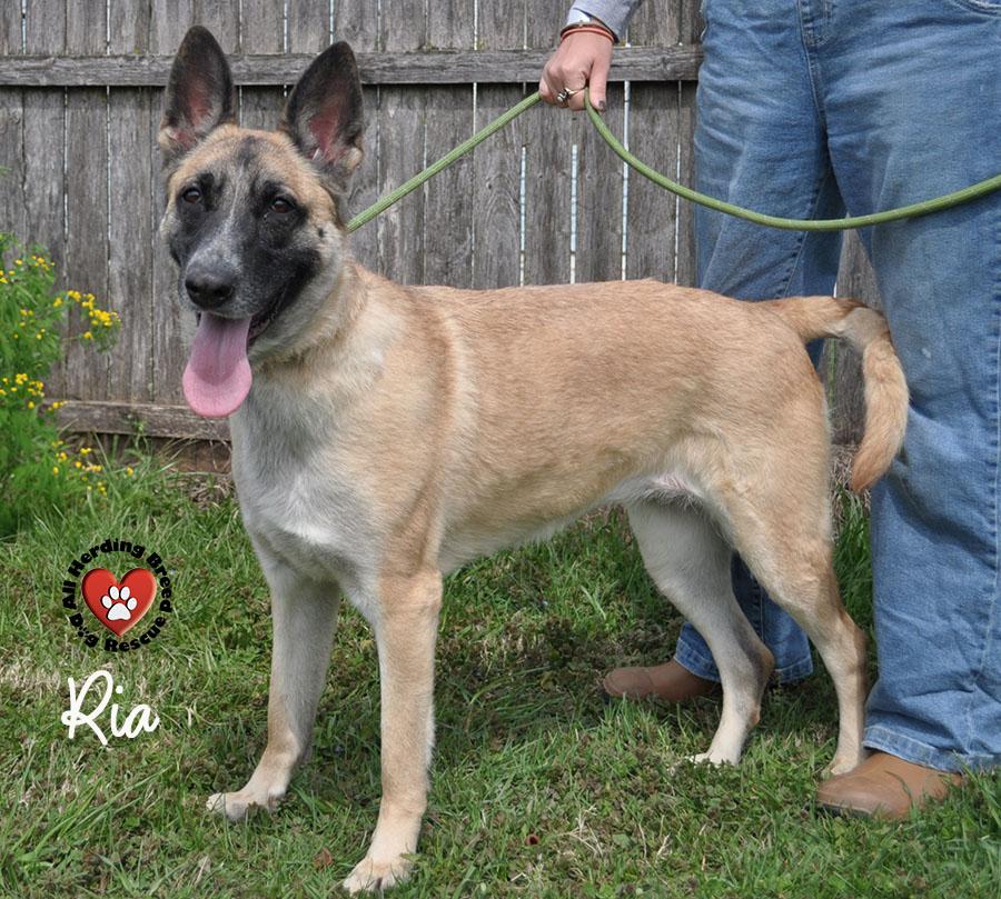 Enlarge Ria, a ADOPTABLE mixed breed in Joliet, IL image 3/4