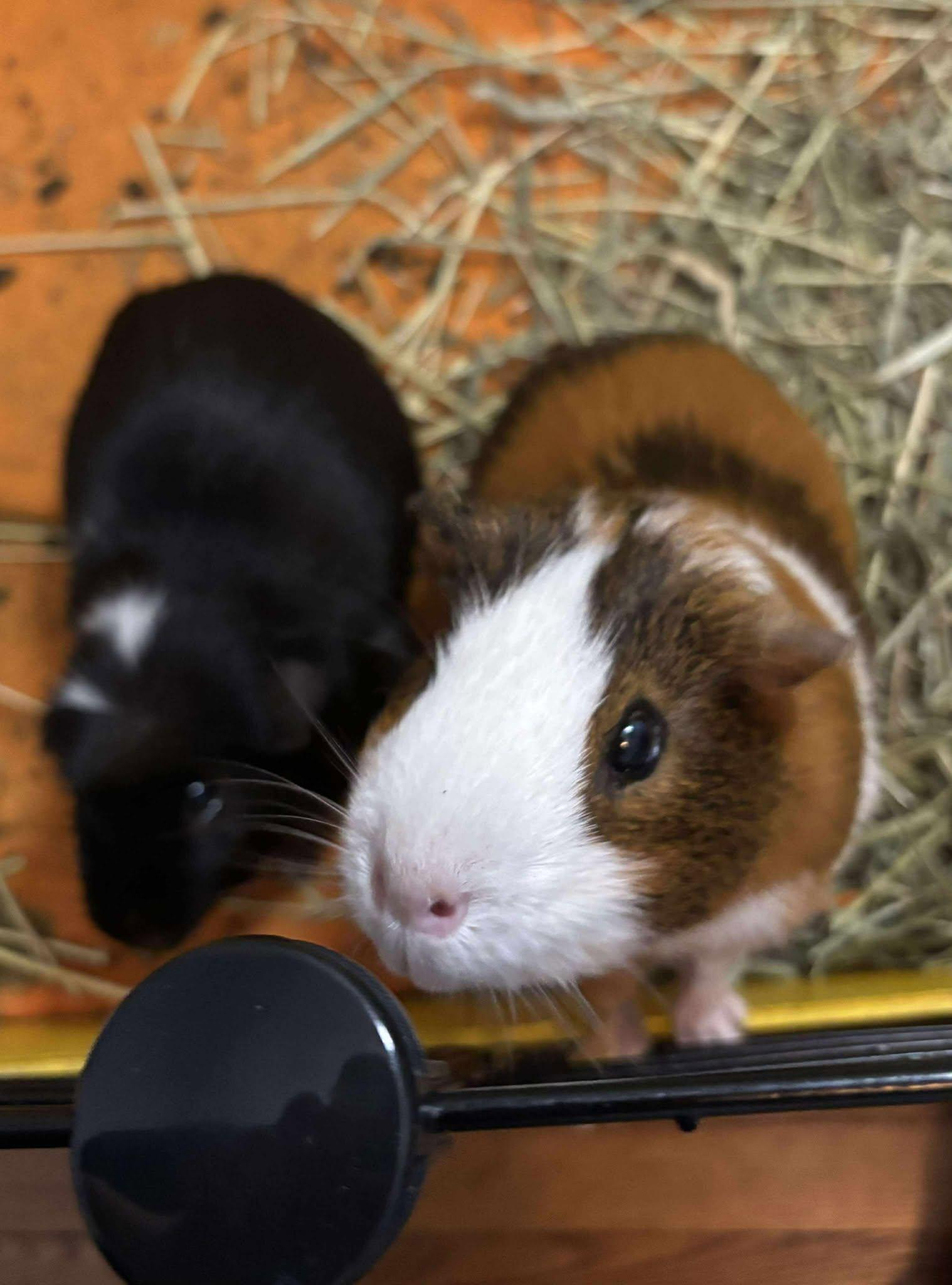 Spot & Sunny, a Adoptable Guinea Pig in Rochester, NY image 1/4