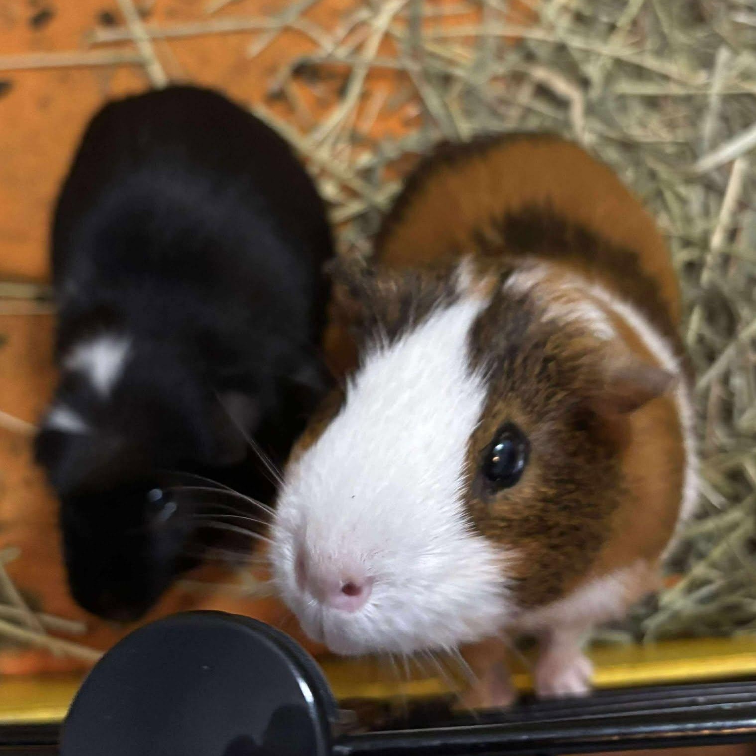 Spot & Sunny, a Adoptable Guinea Pig in Rochester, NY image 3/6