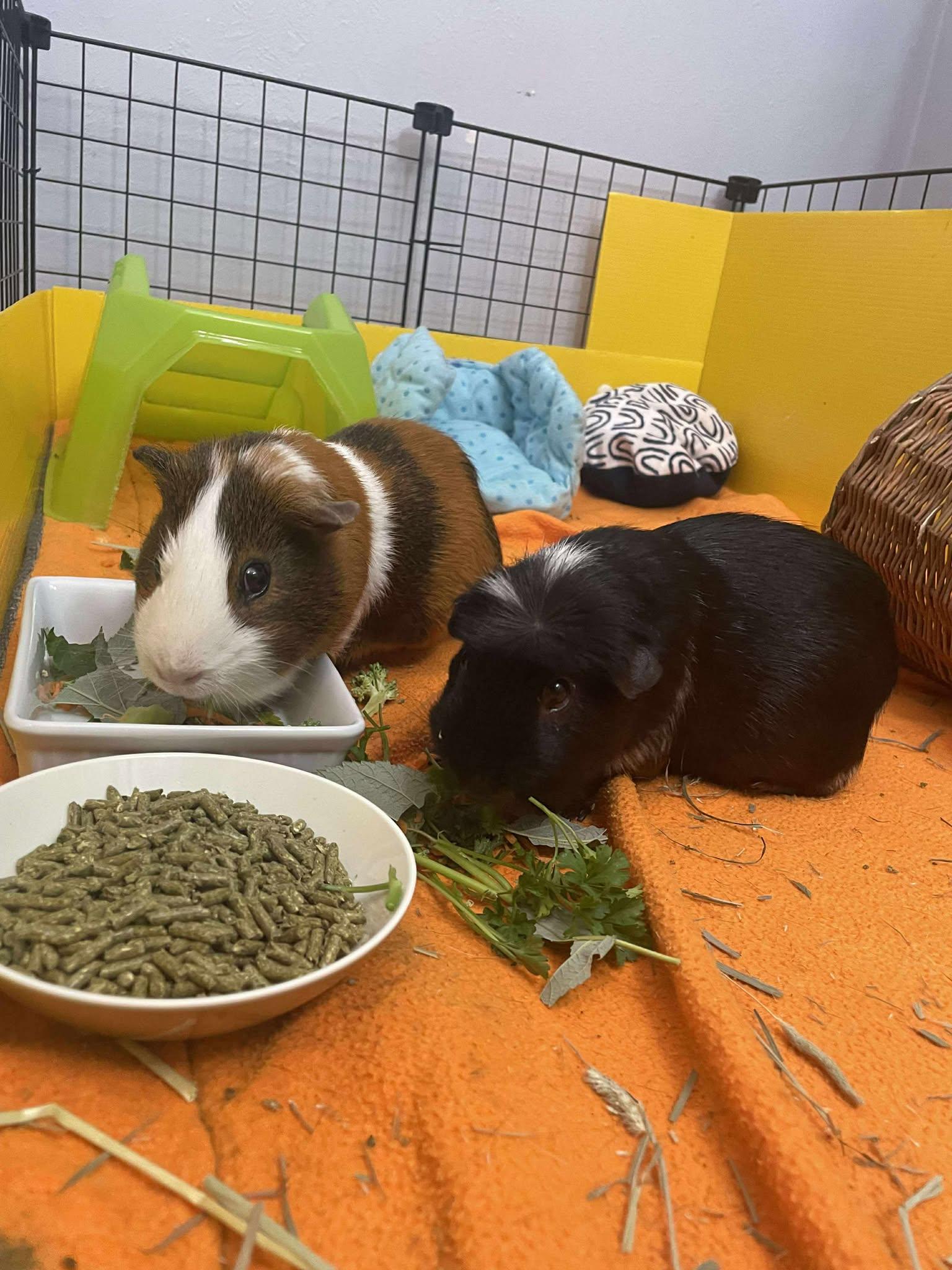 Spot & Sunny, a Adoptable Guinea Pig in Rochester, NY image 2/4