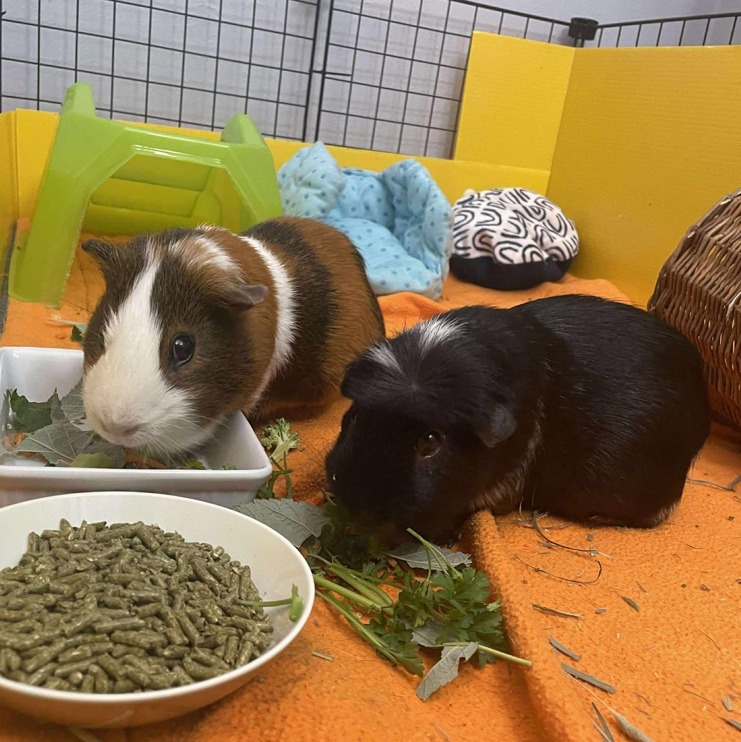 Spot & Sunny, a Adoptable Guinea Pig in Rochester, NY image 4/6