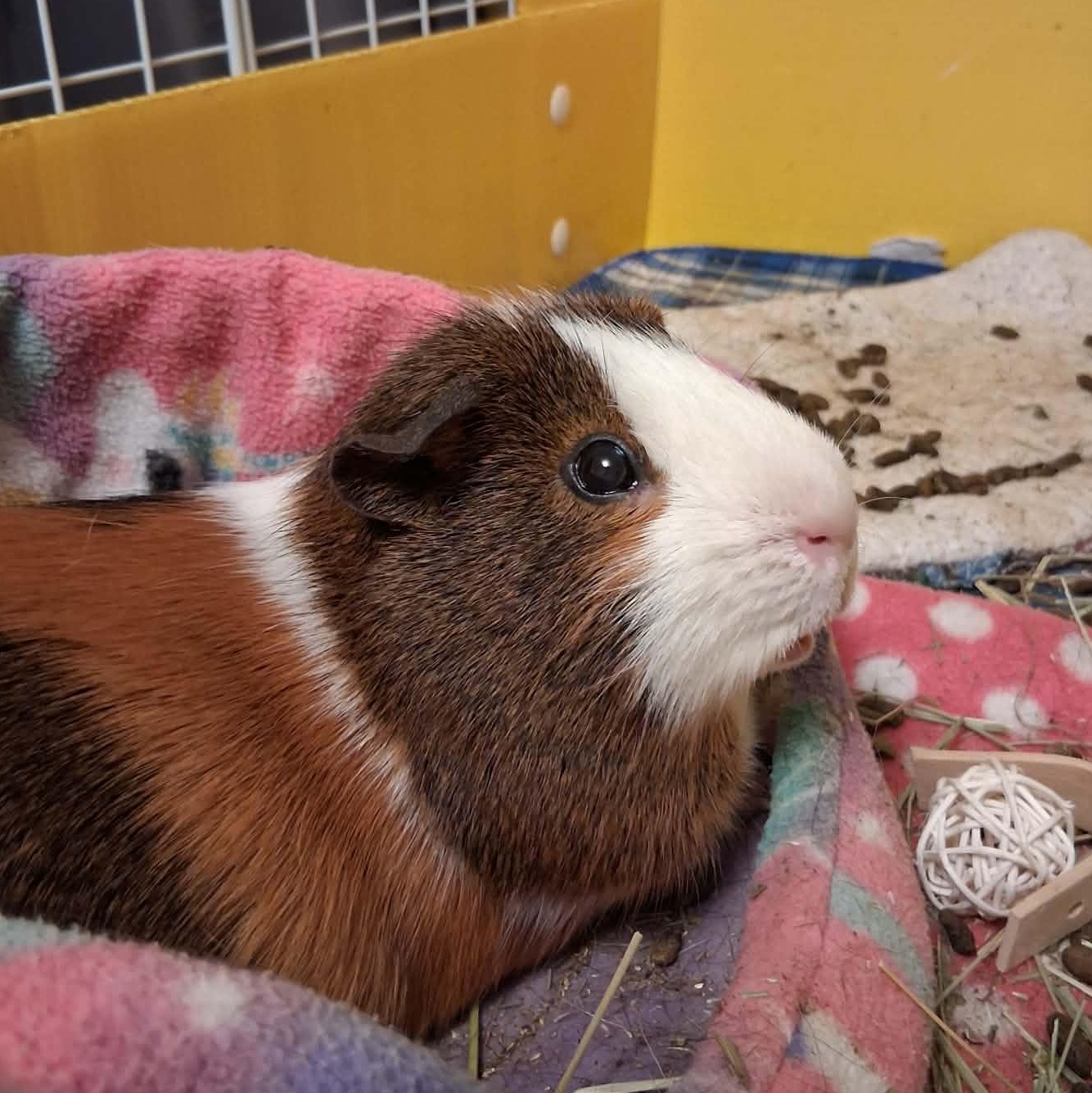 Spot & Sunny, a Adoptable Guinea Pig in Rochester, NY image 5/6