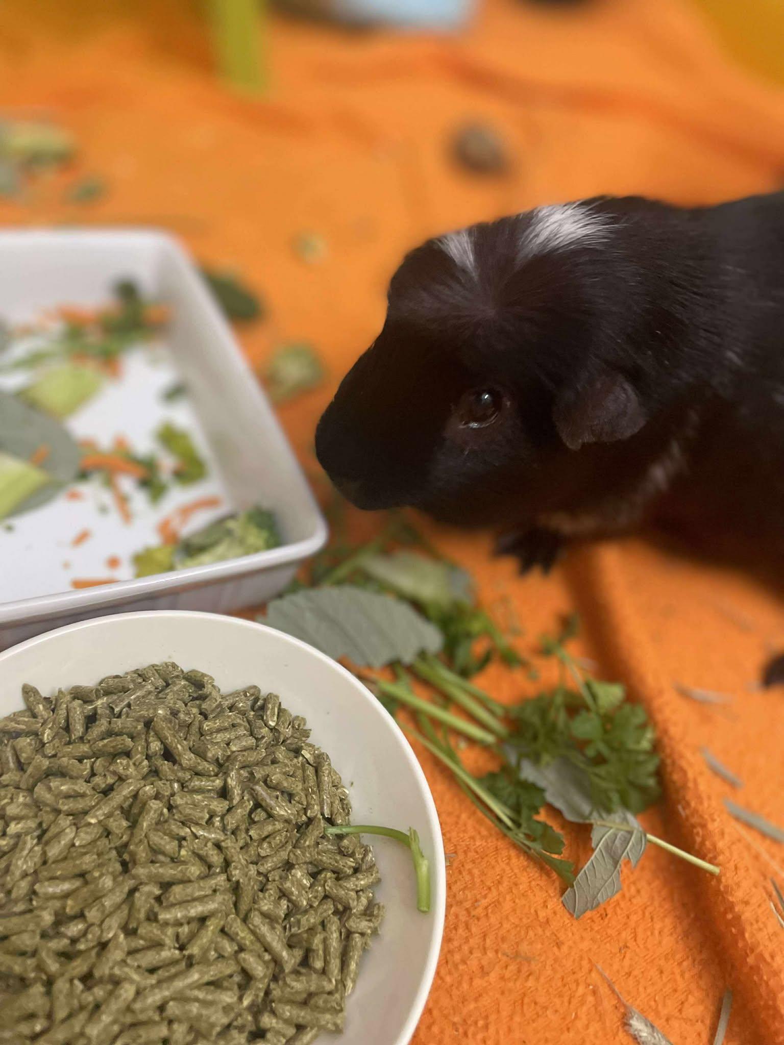 Spot & Sunny, a Adoptable Guinea Pig in Rochester, NY image 3/4