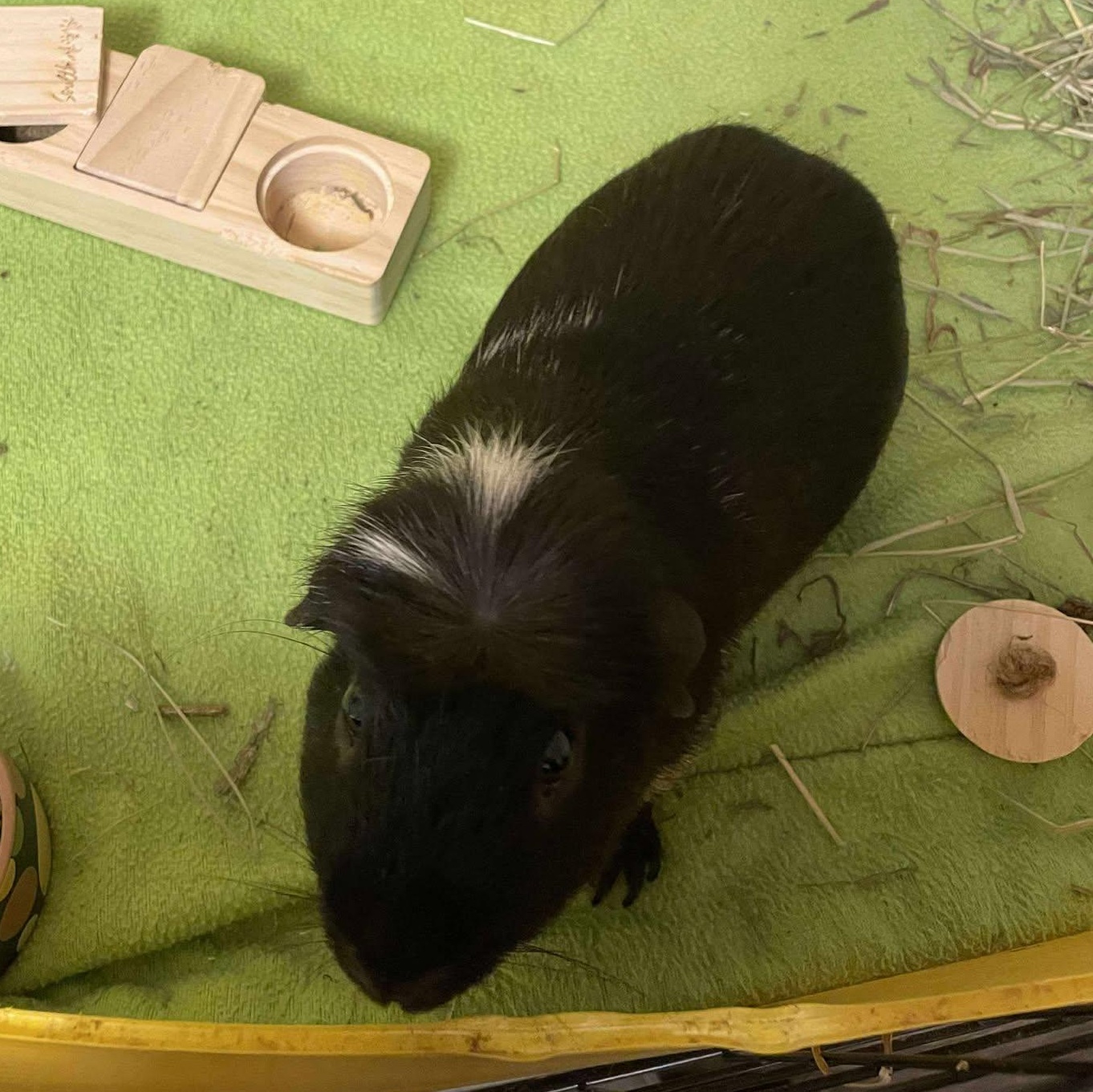 Spot & Sunny, a Adoptable Guinea Pig in Rochester, NY image 6/6