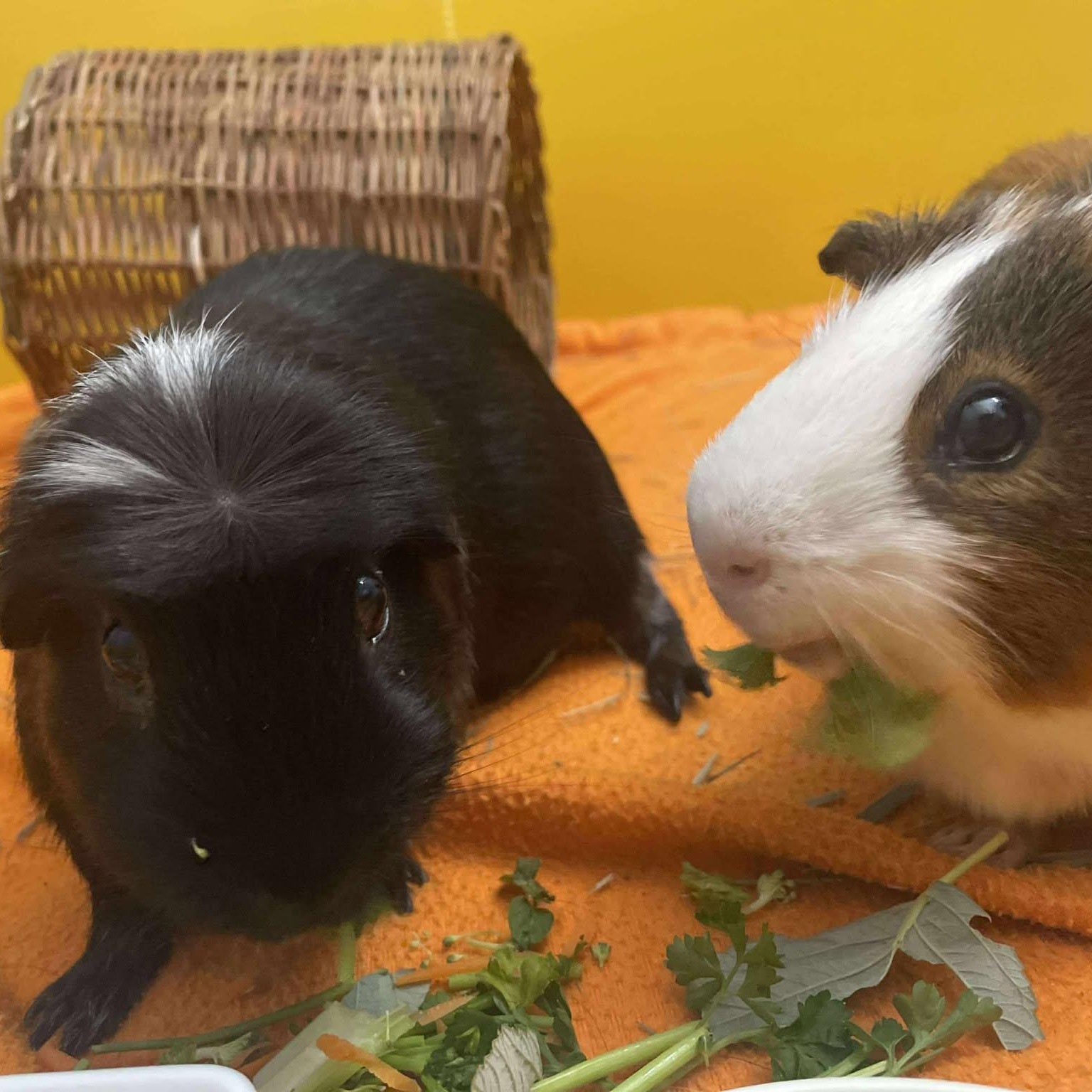 Spot & Sunny, Adoptable, Senior Male Guinea Pig.