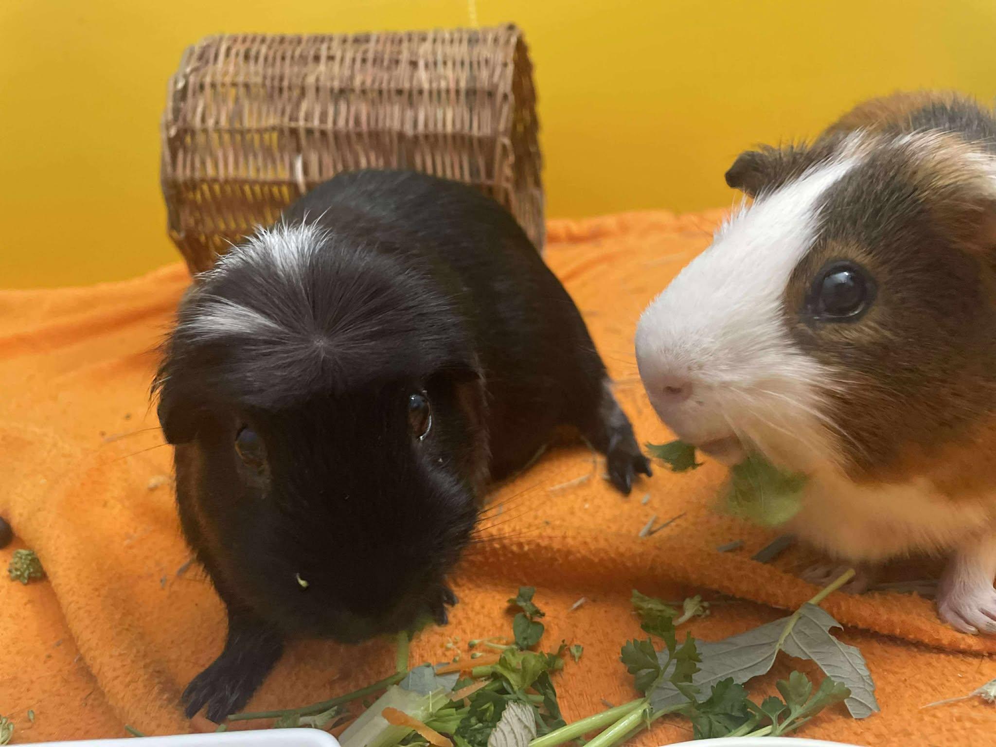 Spot & Sunny, a Adoptable Guinea Pig in Rochester, NY image 4/4