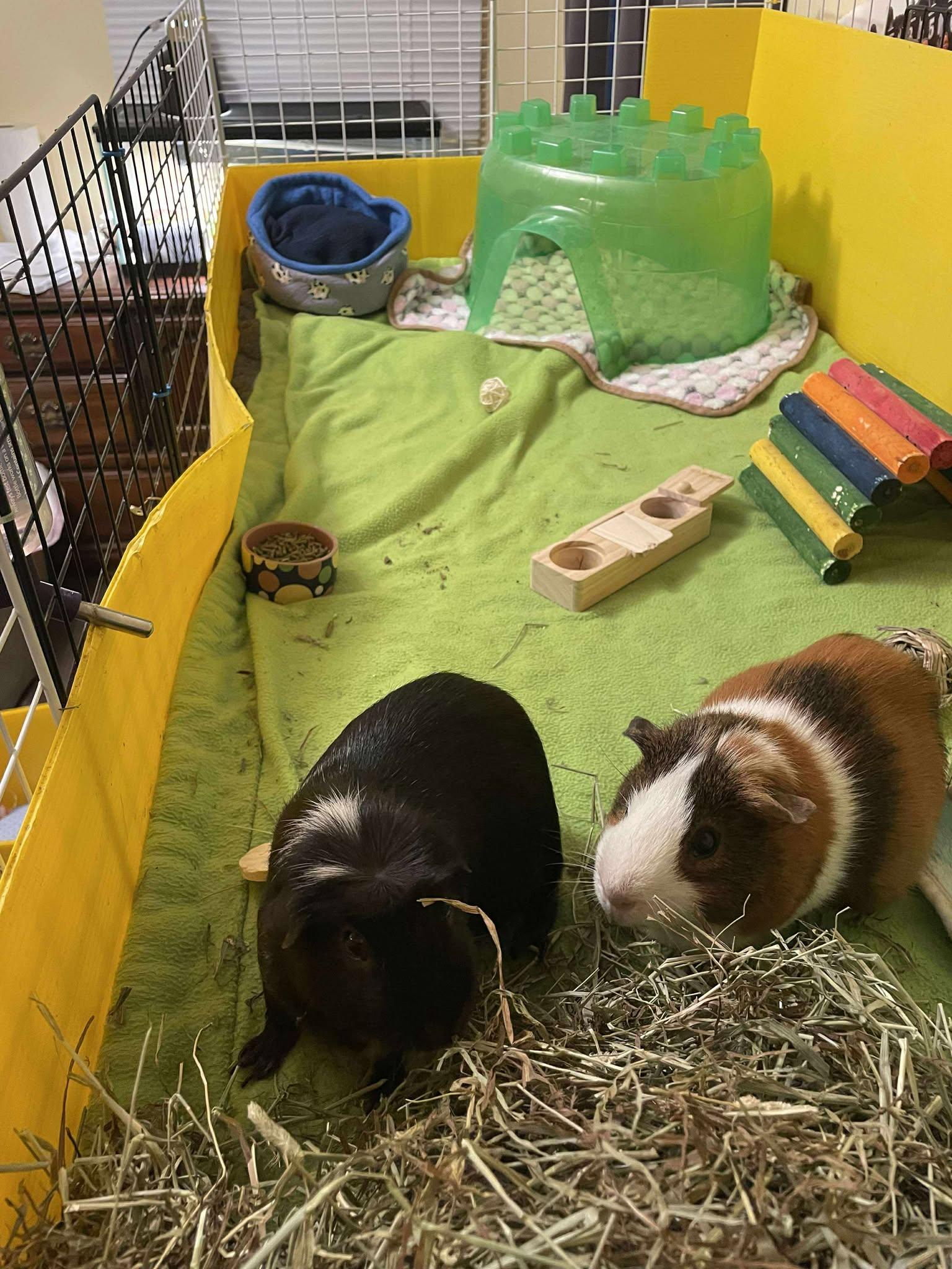 Spot & Sunny, a Adoptable Guinea Pig in Rochester, NY image 2/6