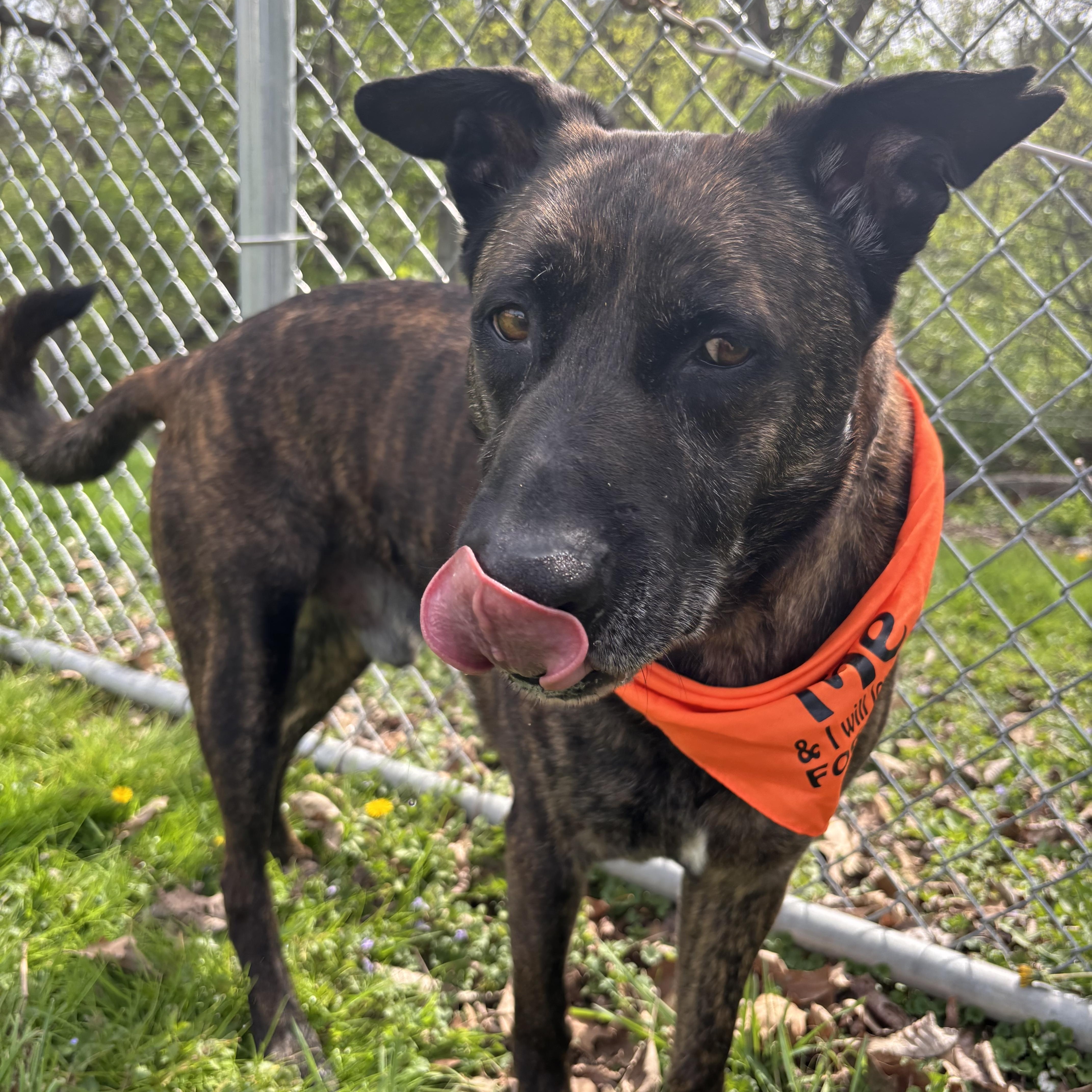 Enlarge Chico, a ADOPTABLE mixed breed in Circleville, OH image 3/4