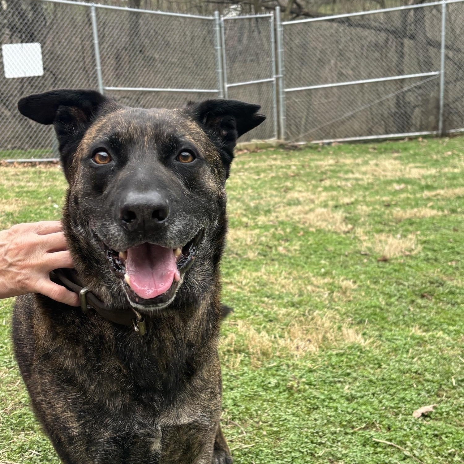 Chico, ADOPTABLE, Senior Male Dutch Shepherd.