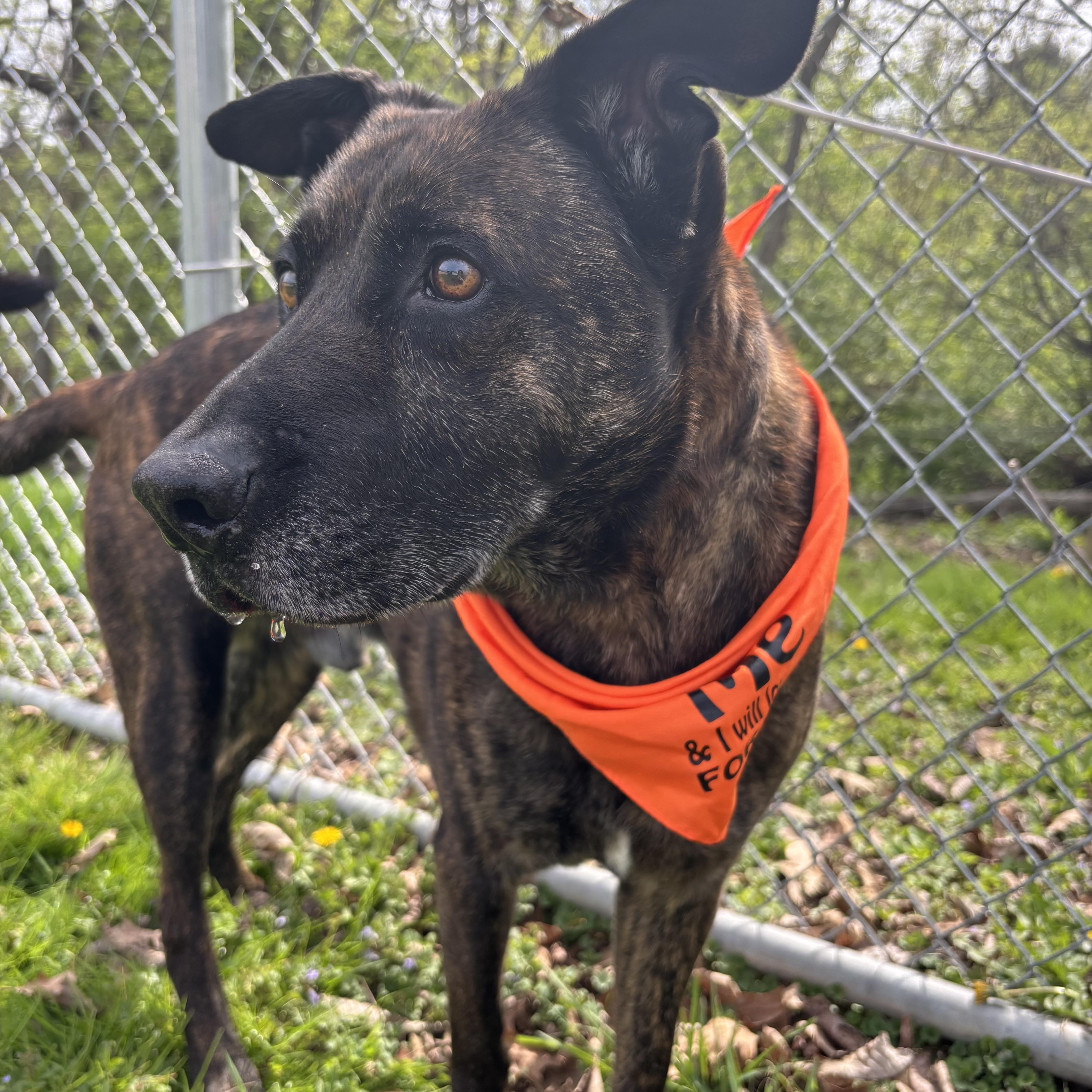 Enlarge Chico, a ADOPTABLE mixed breed in Circleville, OH image 2/4