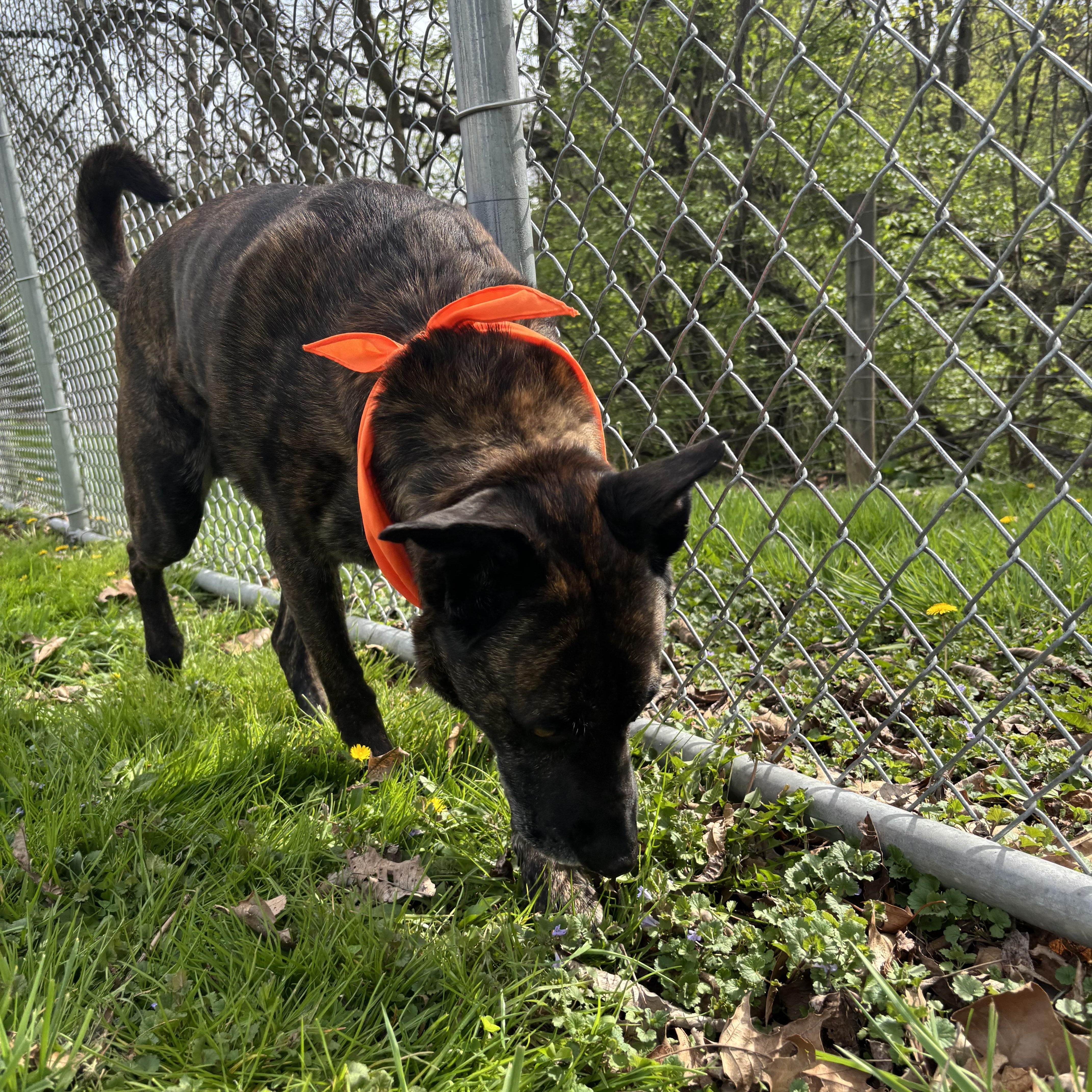 Enlarge Chico, a ADOPTABLE mixed breed in Circleville, OH image 4/4