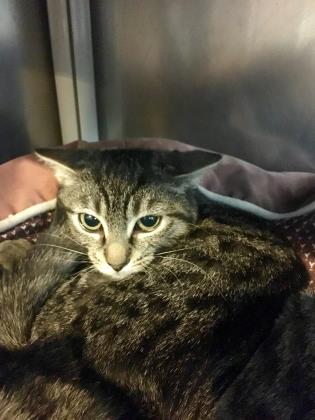 Halsey (Working Cat)