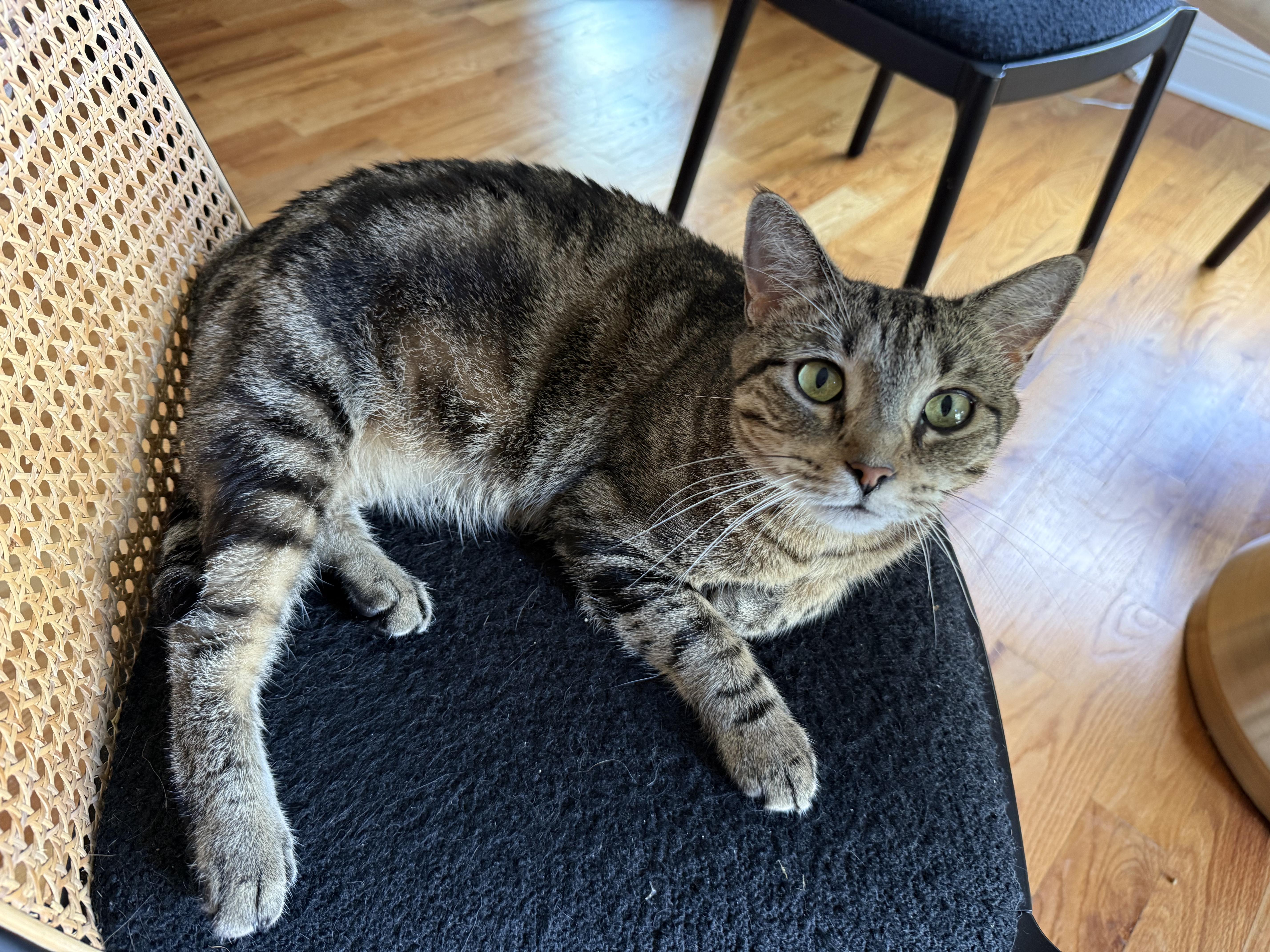 Jessie, Adult Female unknown