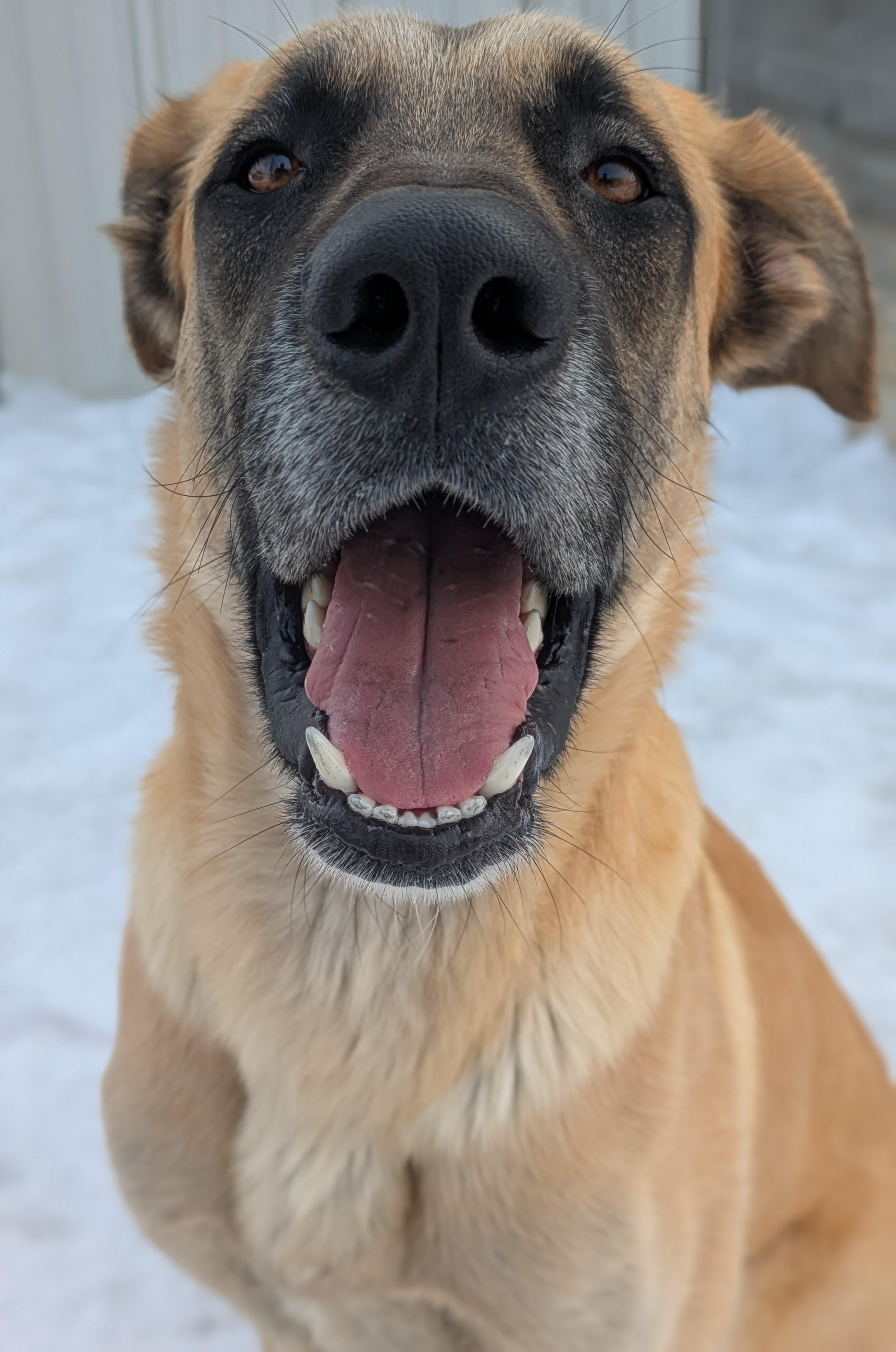 Björn, a ADOPTABLE mixed breed in Bonnyville, AB image 3/3