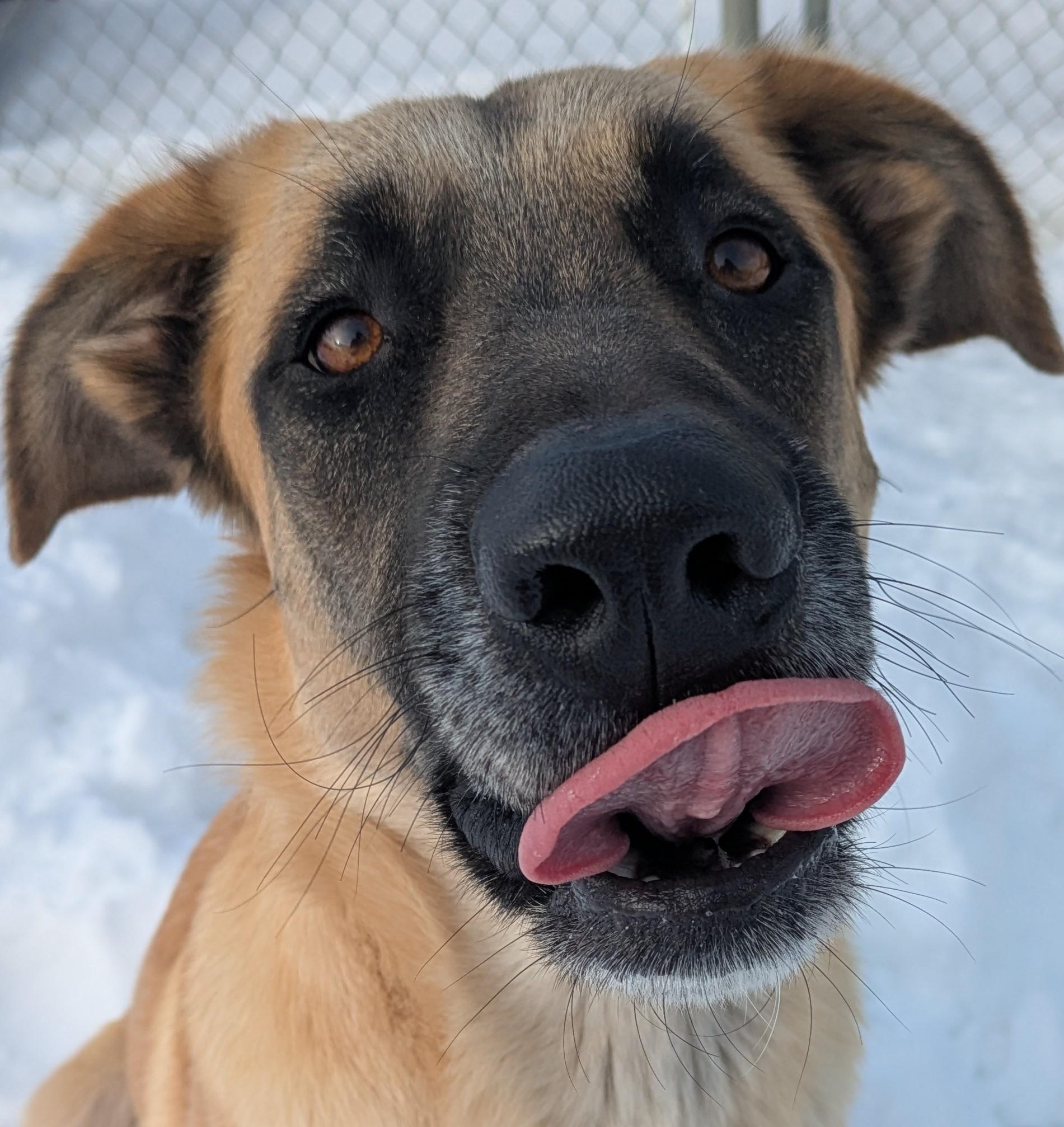 Björn, a ADOPTABLE mixed breed in Bonnyville, AB image 1/3