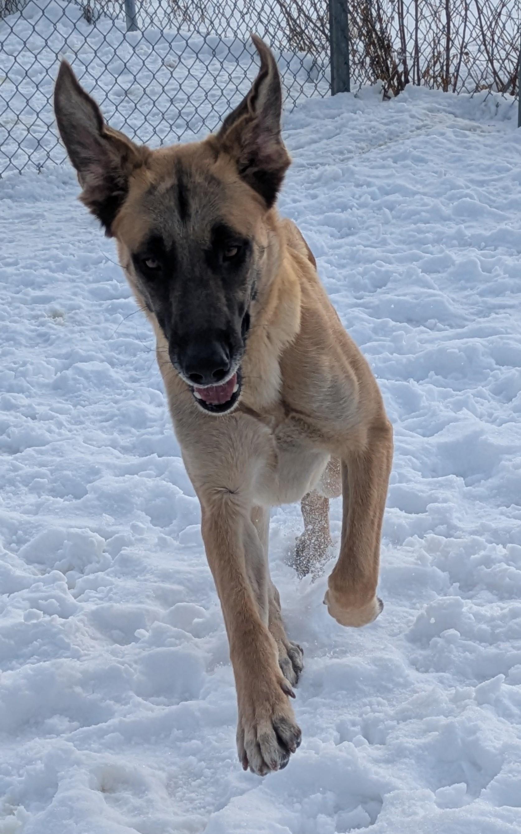 Björn, a ADOPTABLE mixed breed in Bonnyville, AB image 2/3