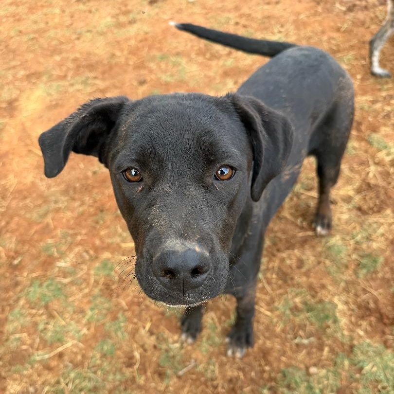 Albany, a ADOPTABLE mixed breed in Enfield, CT image 1/2