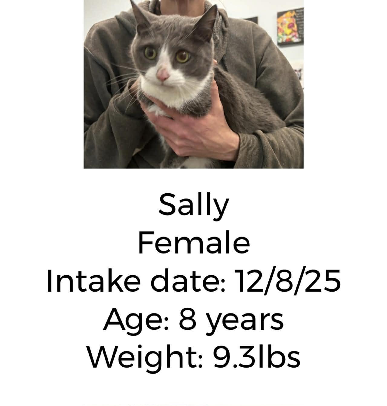 Sally, ADOPTABLE, Adult Female Domestic Short Hair.