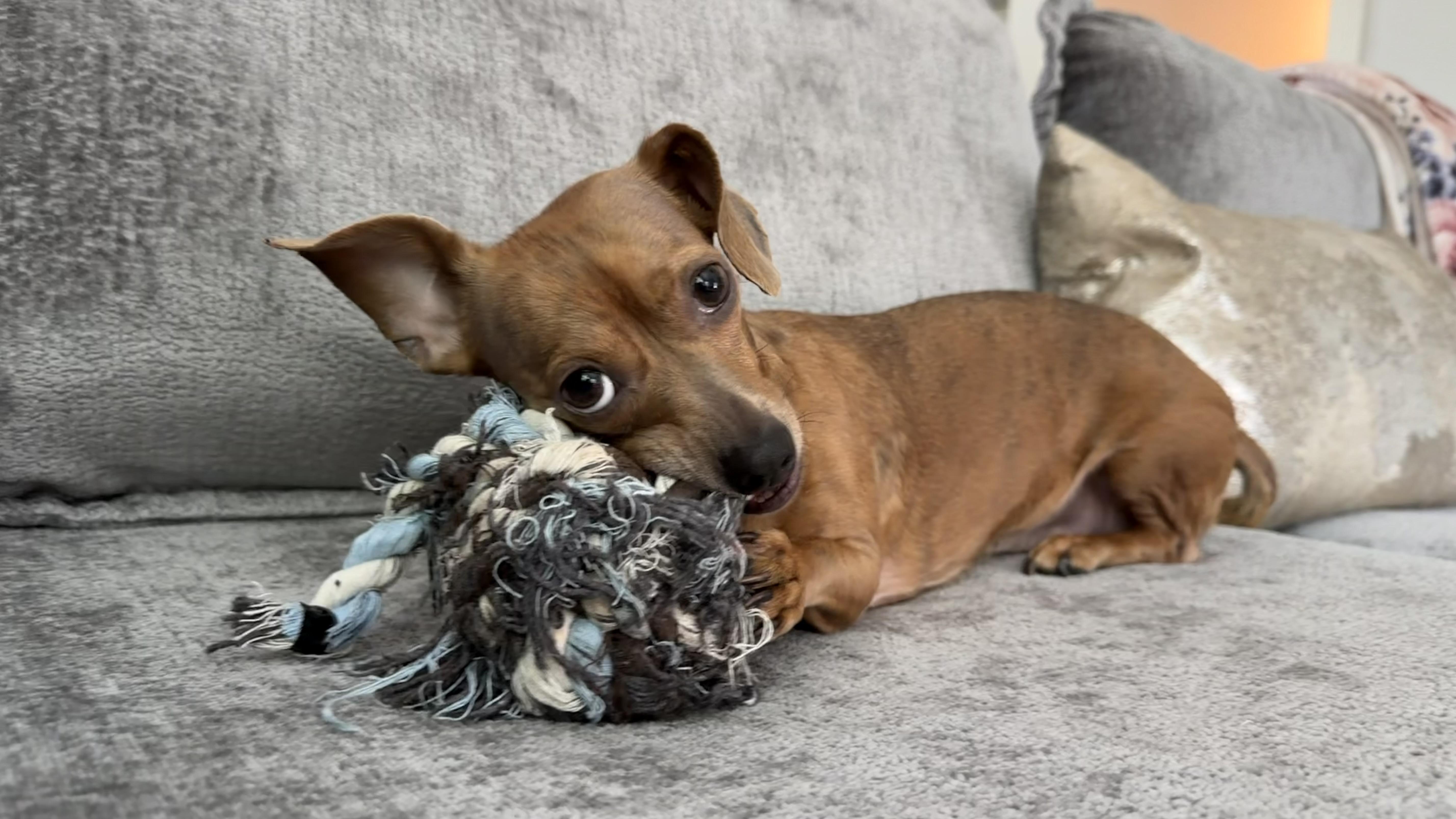 Coco GDP, adopted, Adult Female Chihuahua.