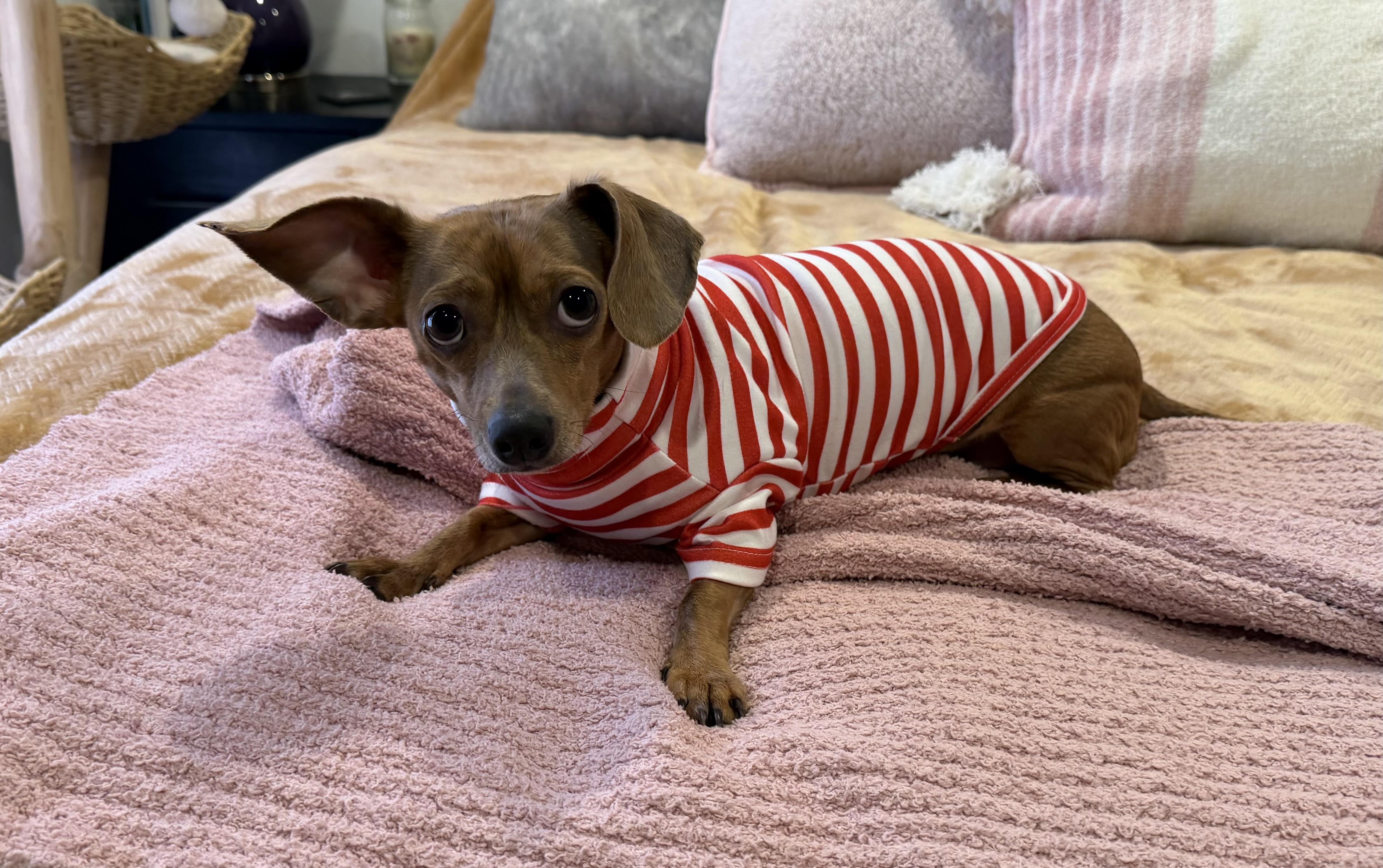 Coco GDP, an adopted mixed breed in Denton, TX image 3/4