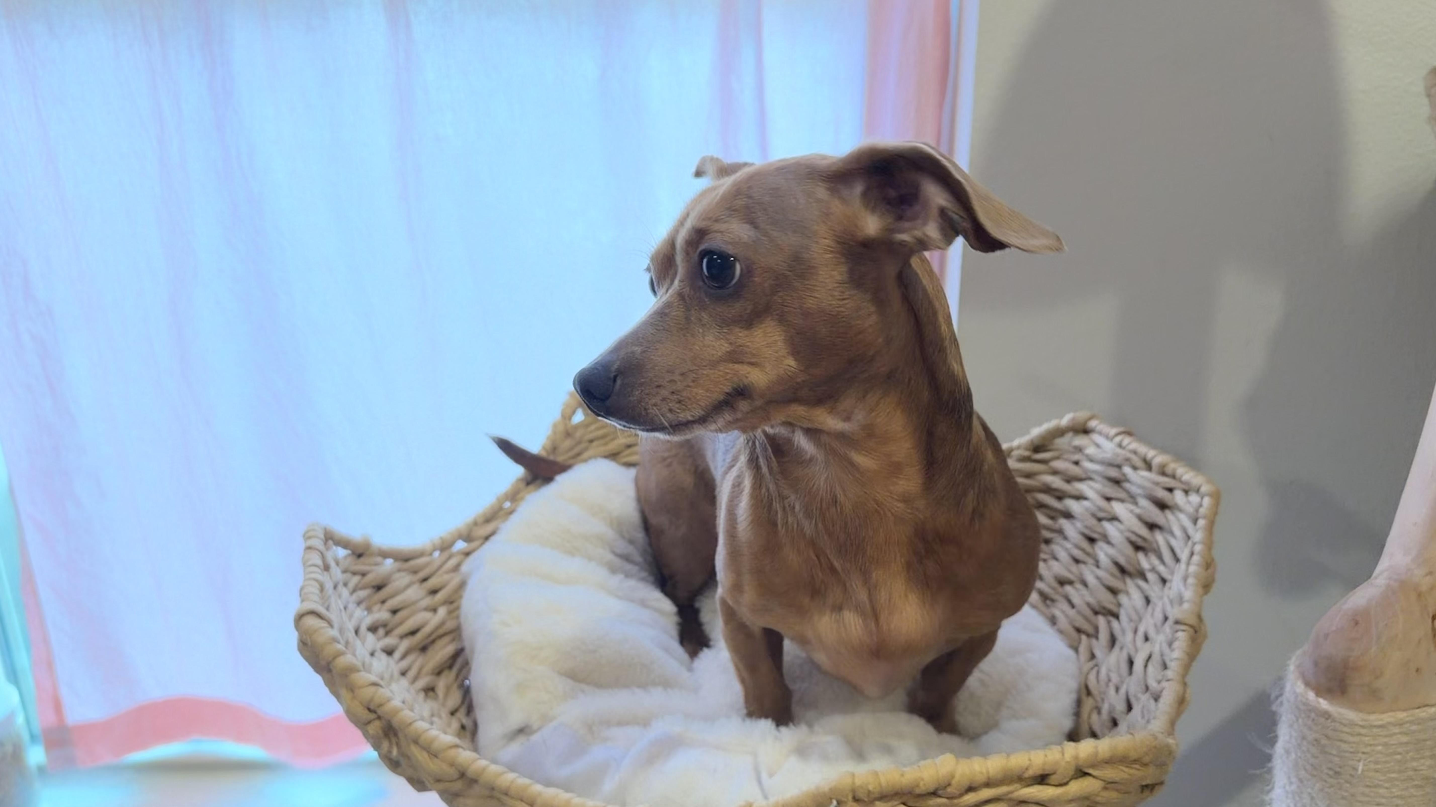 Coco GDP, an adopted mixed breed in Denton, TX image 2/4