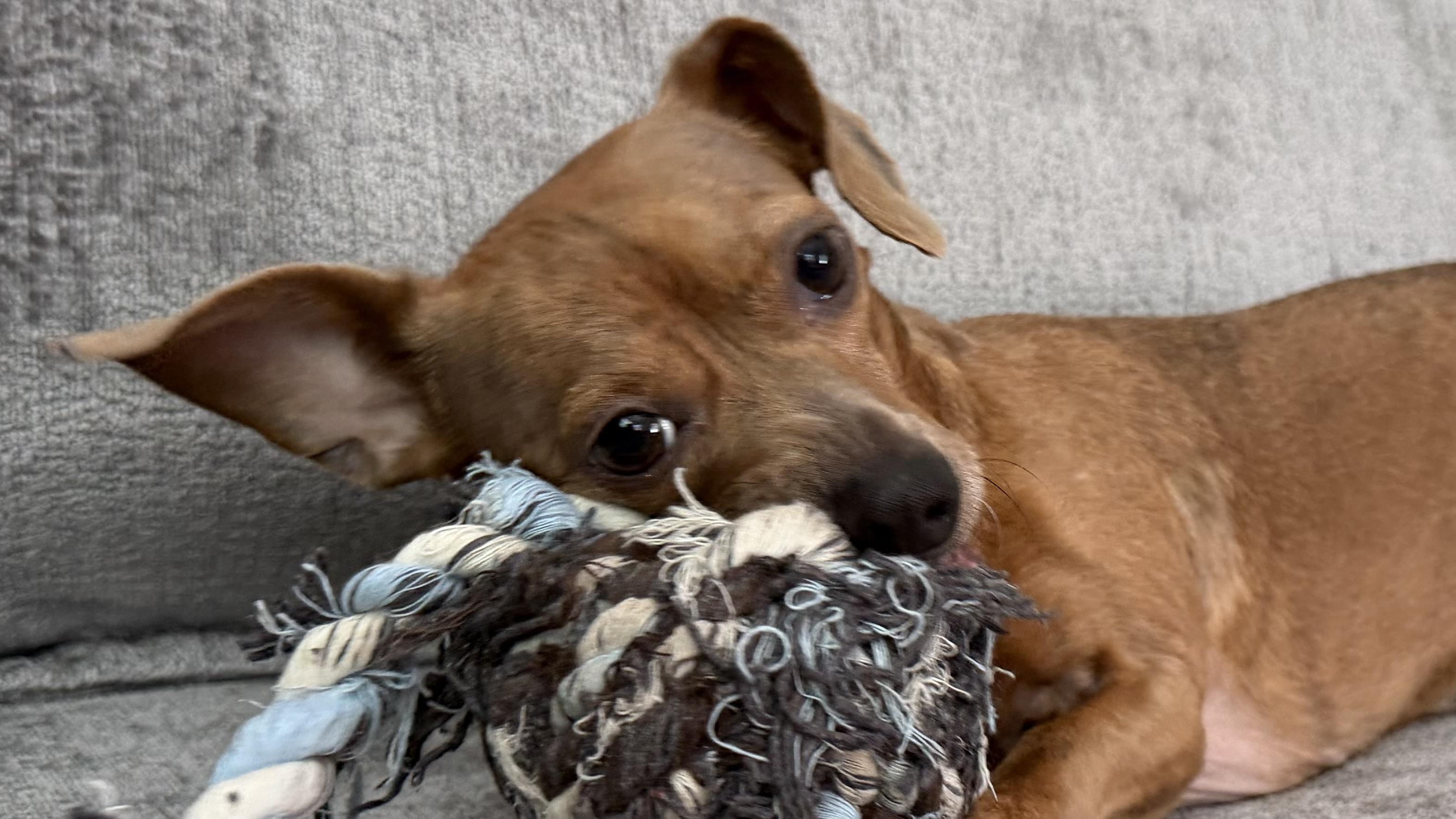 Coco GDP, an adopted mixed breed in Denton, TX image 4/4