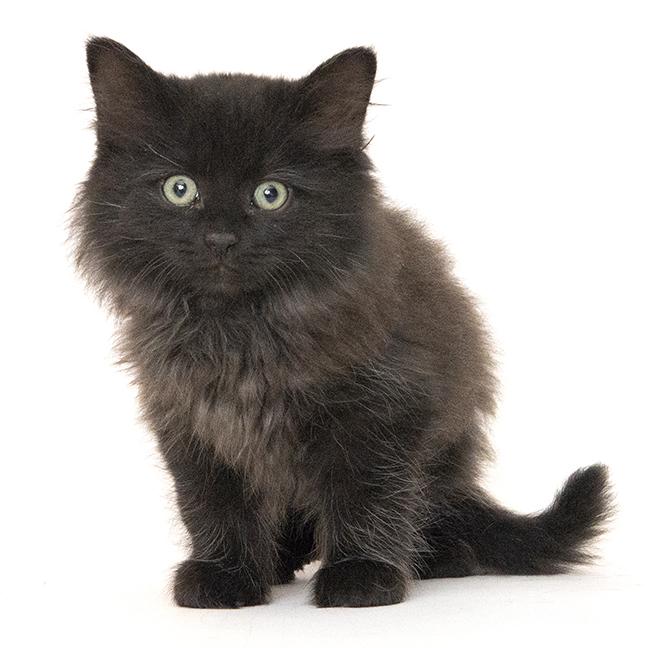 Lilac and Flint, a ADOPTABLE mixed breed in Chicago, IL image 5/6