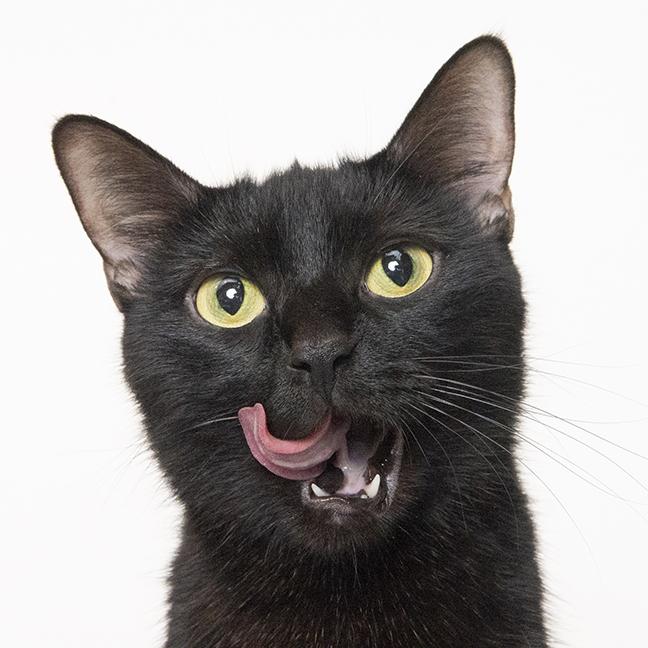 Lilac and Flint, a ADOPTABLE mixed breed in Chicago, IL image 4/6