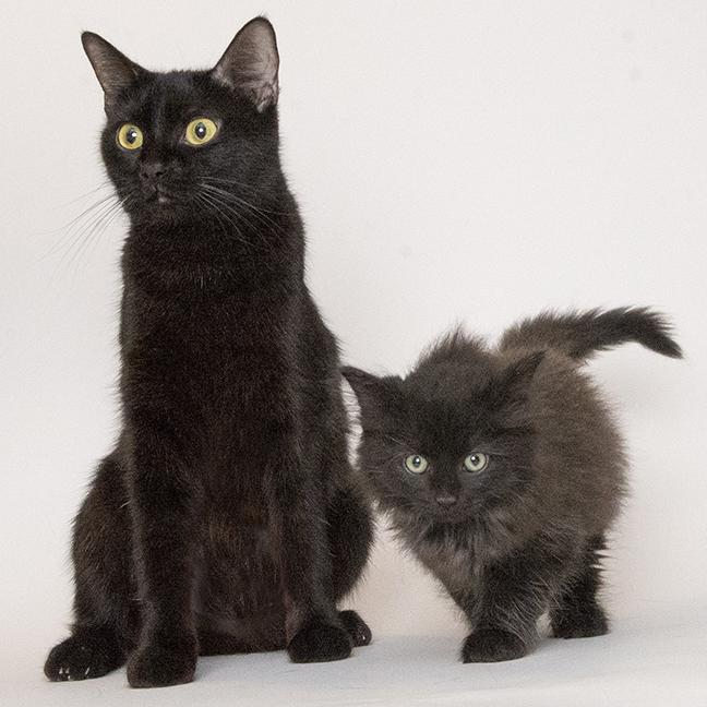 Lilac and Flint, a ADOPTABLE mixed breed in Chicago, IL image 6/6