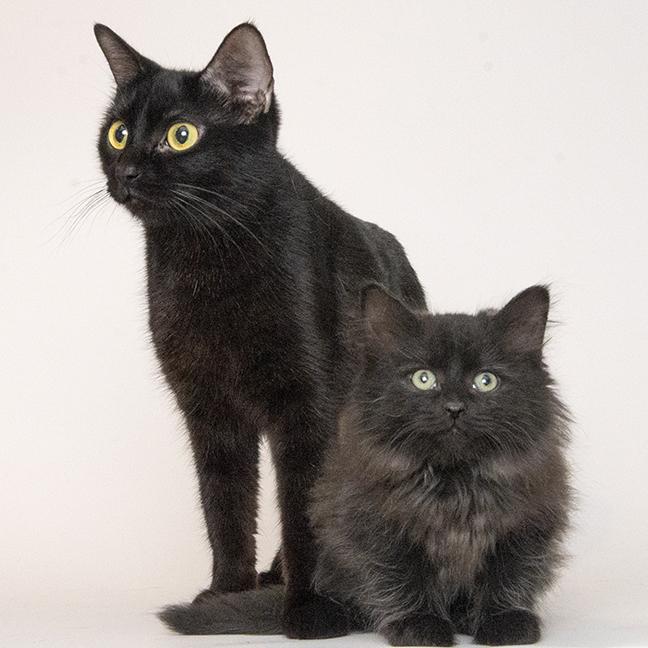 Lilac and Flint, a ADOPTABLE mixed breed in Chicago, IL image 1/6