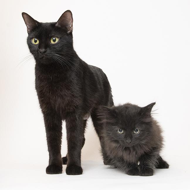 Lilac and Flint, a ADOPTABLE mixed breed in Chicago, IL image 3/6