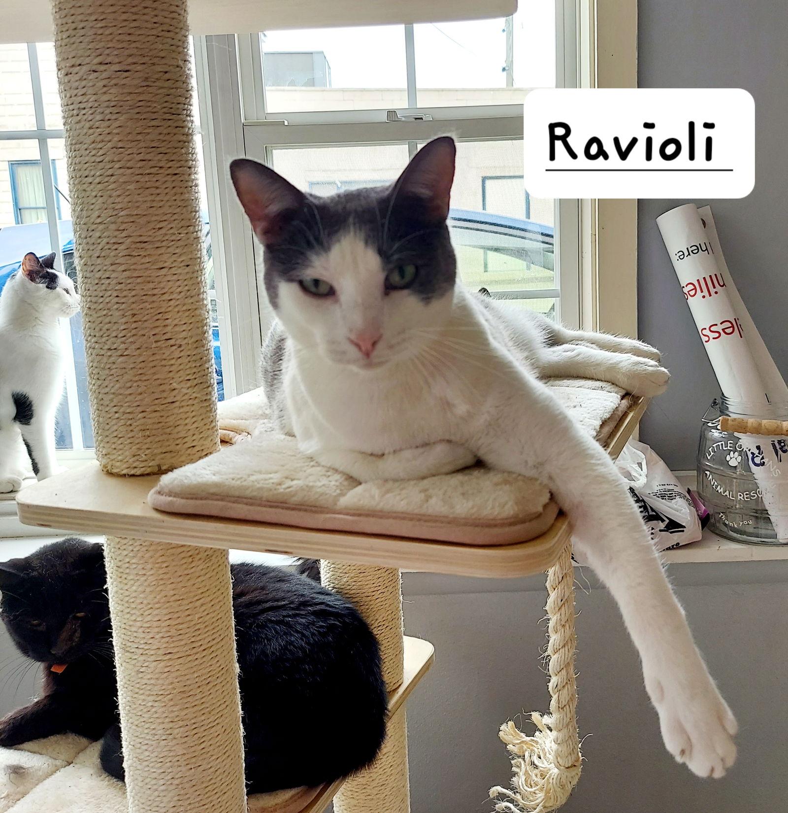 Ravioli, a Adoptable Domestic Short Hair in Montello, WI image 1/3