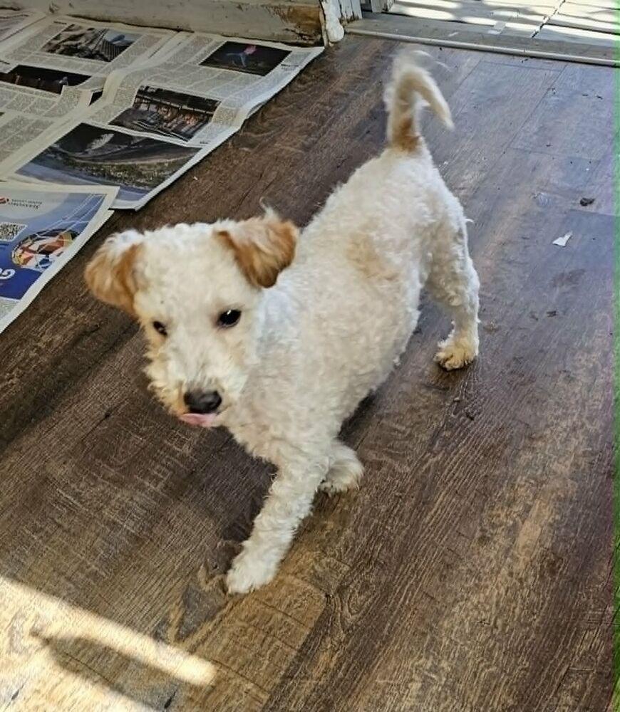 Oso, Adopted, Young Male Poodle.