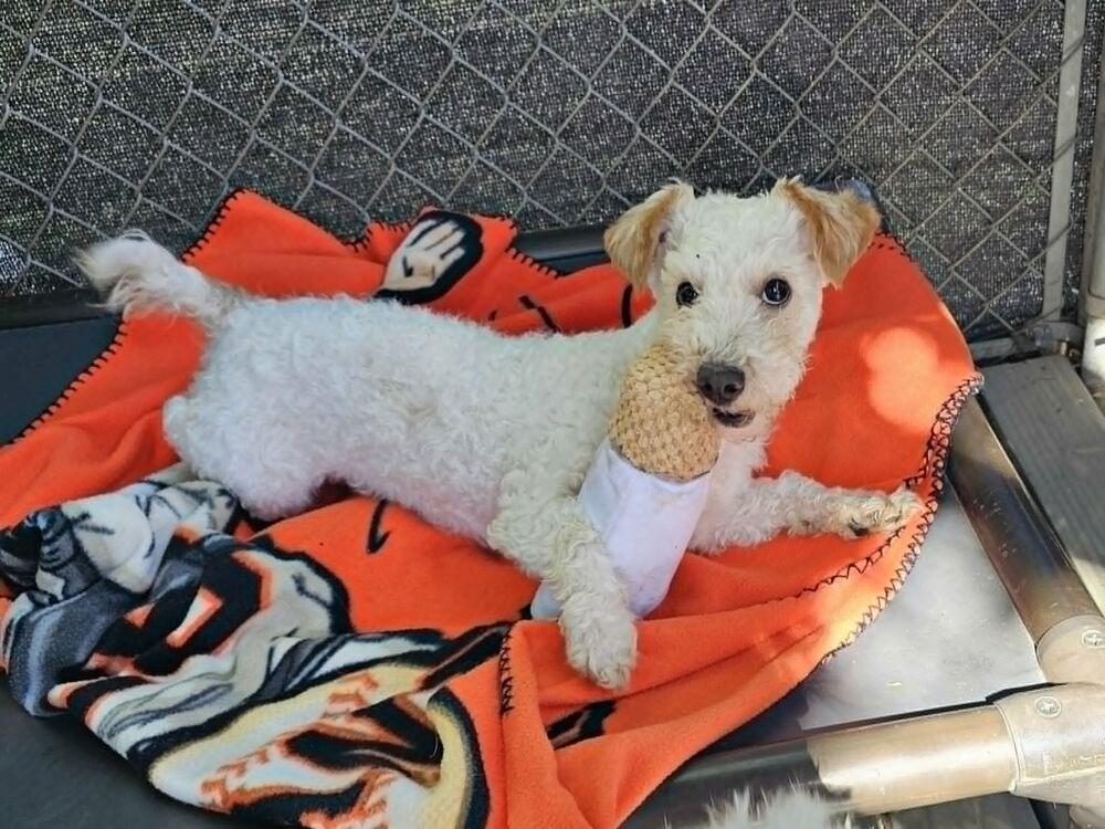 Oso, a Adopted mixed breed in Santa Rosa, CA image 3/5