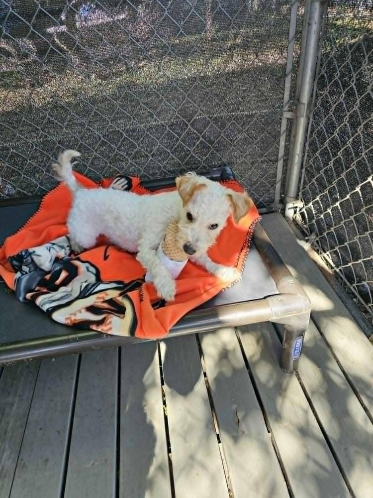 Oso, a Adopted mixed breed in Santa Rosa, CA image 5/5