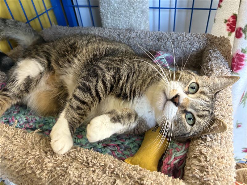 Enlarge Brooke- CHOW HOUND, a Adoptable Tabby in Grand Rapids, MI image 2/6