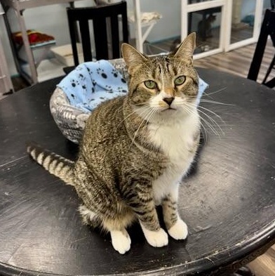 Enlarge Brooke- CHOW HOUND, a Adoptable Tabby in Grand Rapids, MI image 5/6