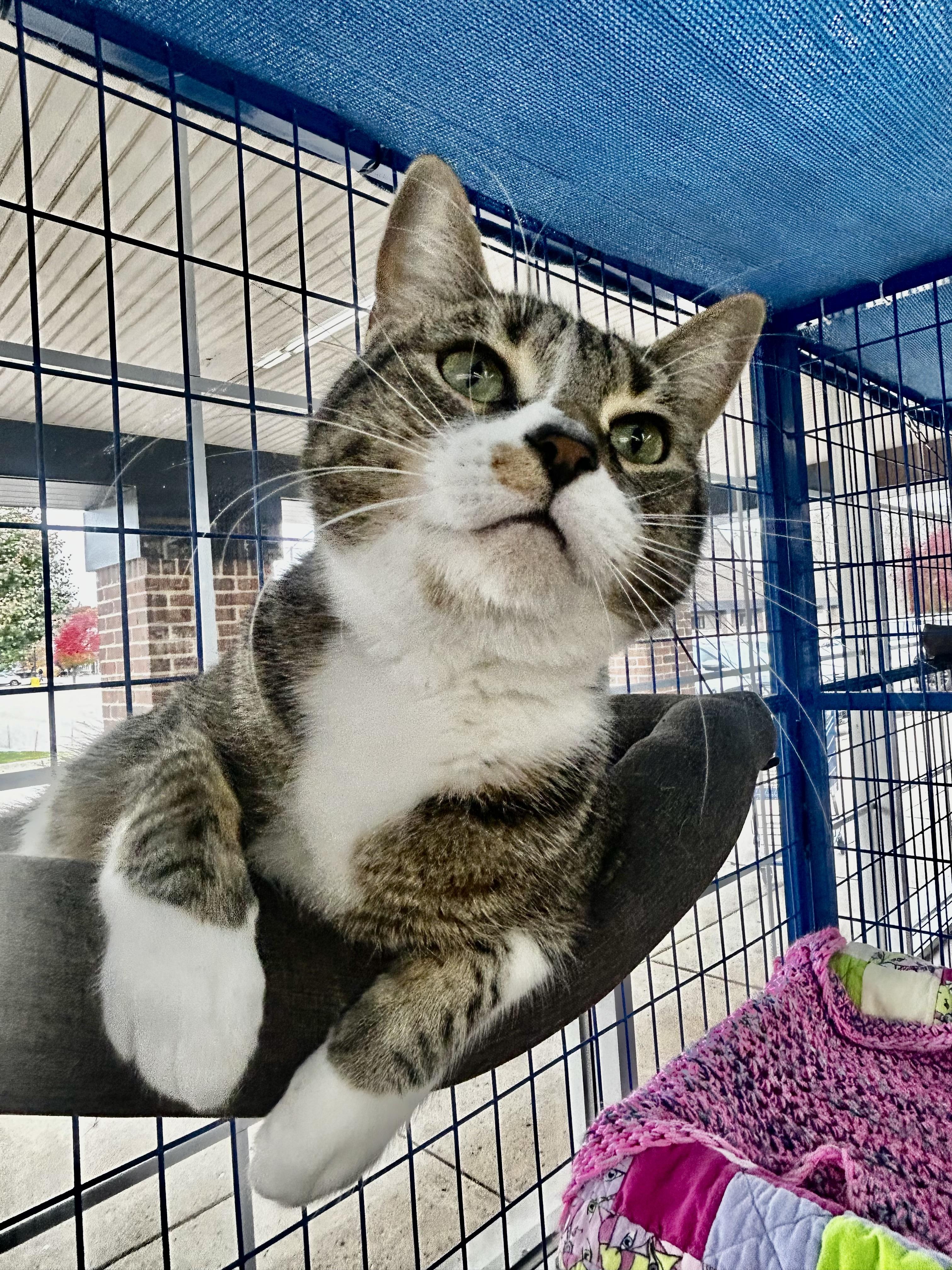 Enlarge Brooke- CHOW HOUND, a Adoptable Tabby in Grand Rapids, MI image 3/6