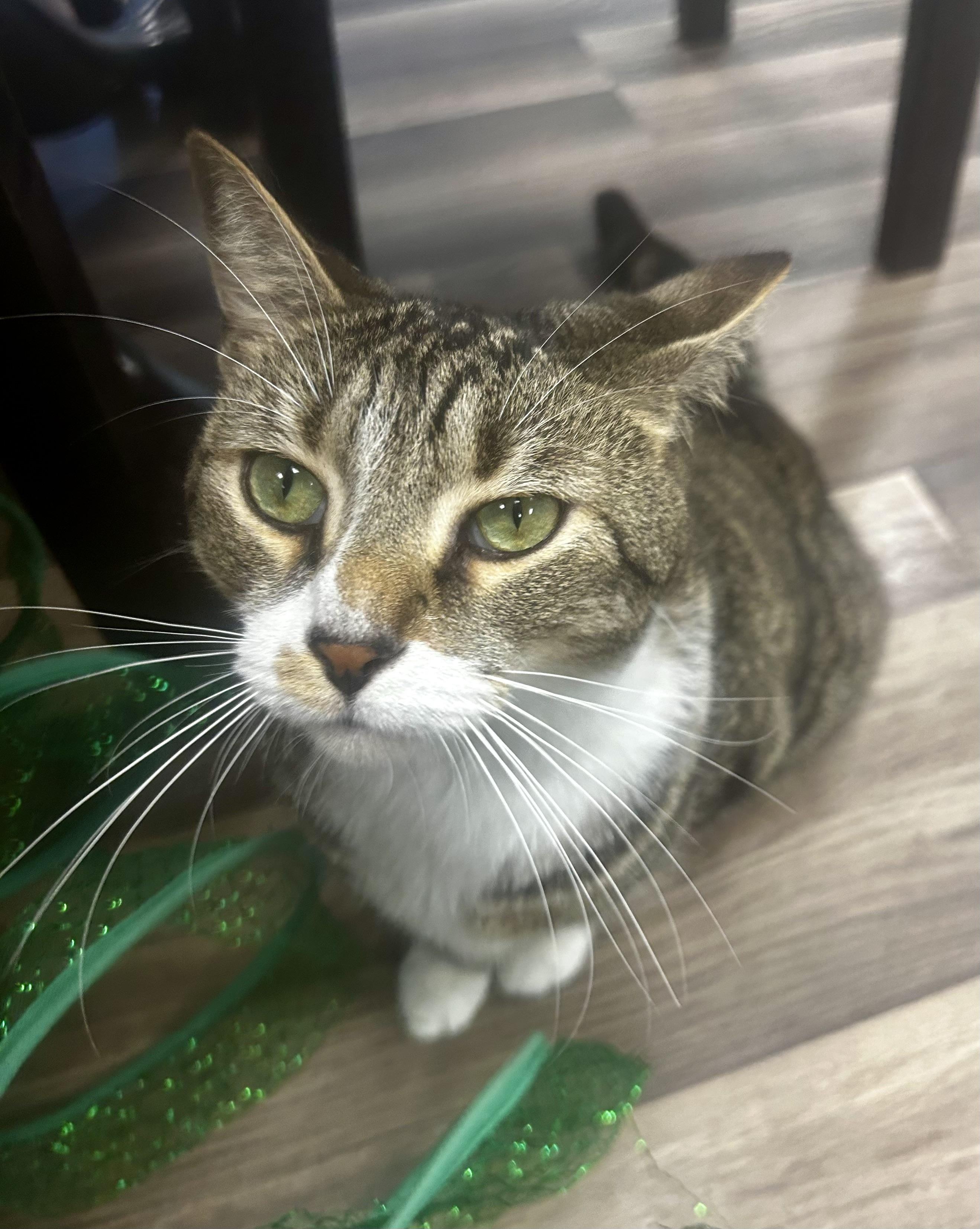 Enlarge Brooke- CHOW HOUND, a Adoptable Tabby in Grand Rapids, MI image 6/6