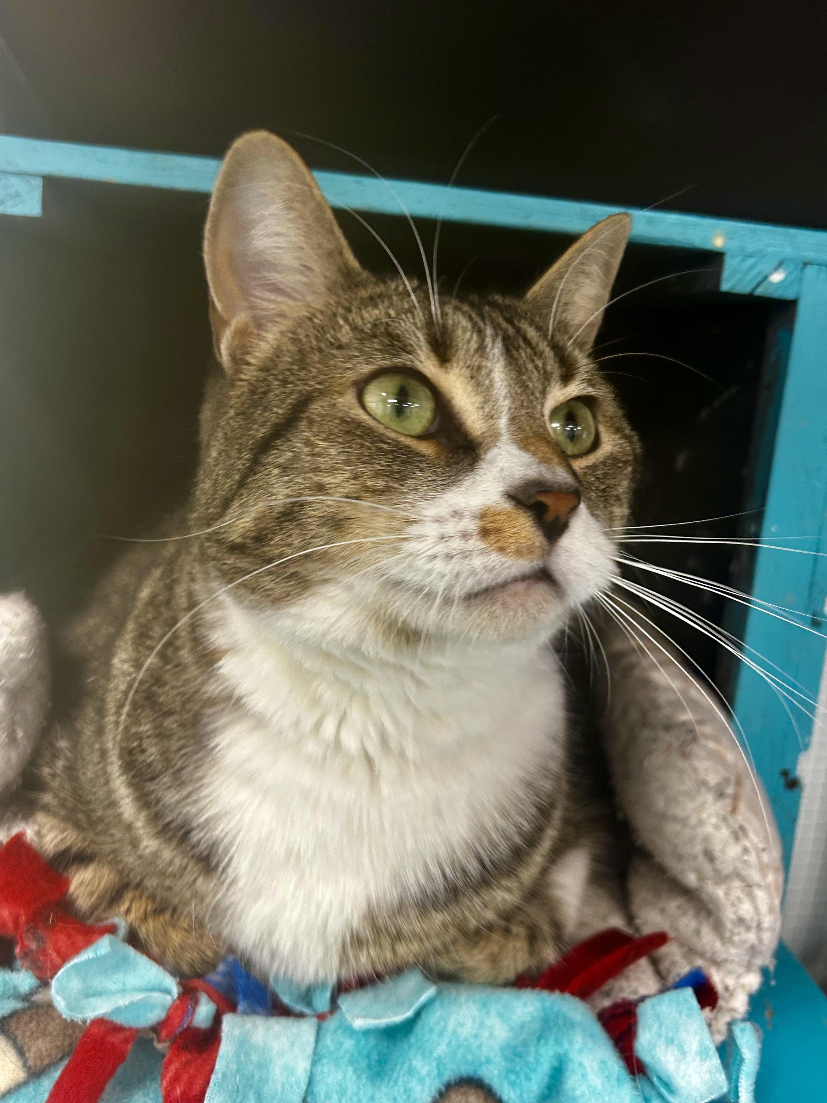 Enlarge Brooke, a Adoptable Tabby in Grand Rapids, MI image 1/6