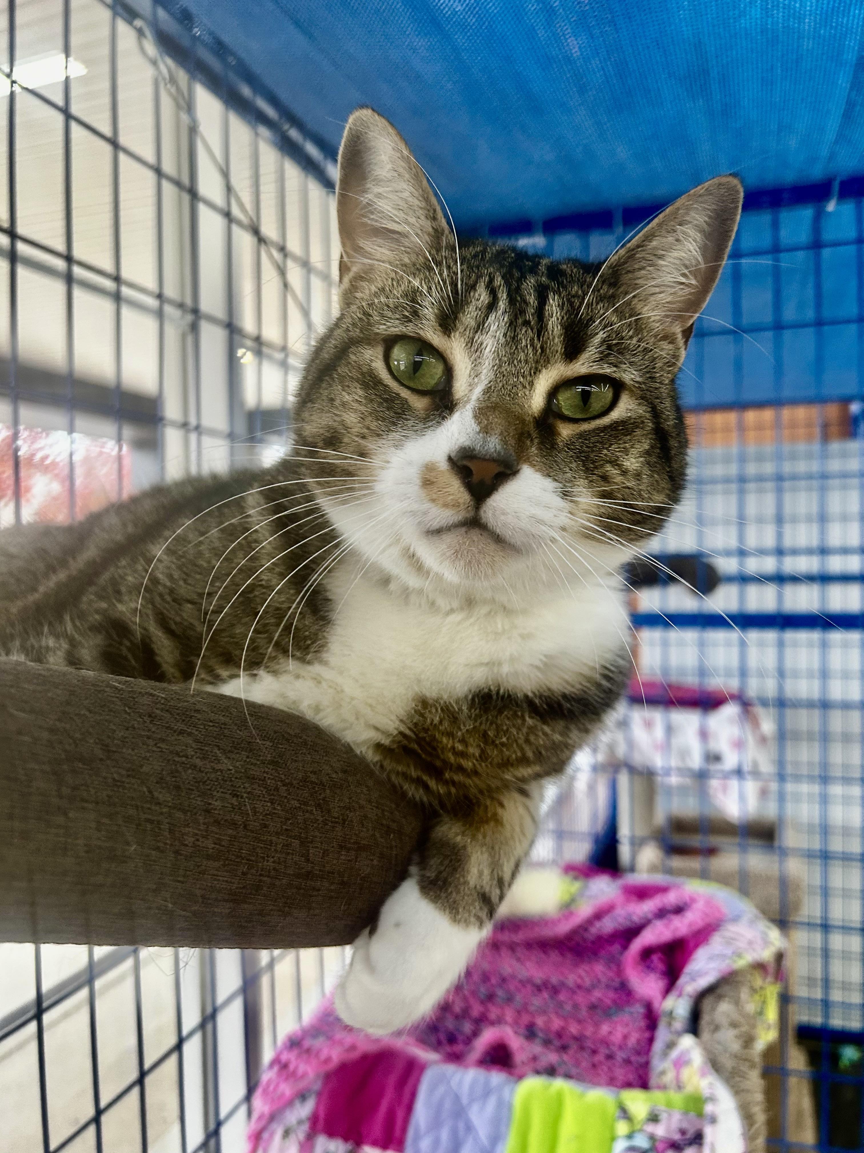 Brooke- CHOW HOUND, Adoptable, Adult Female Tabby.