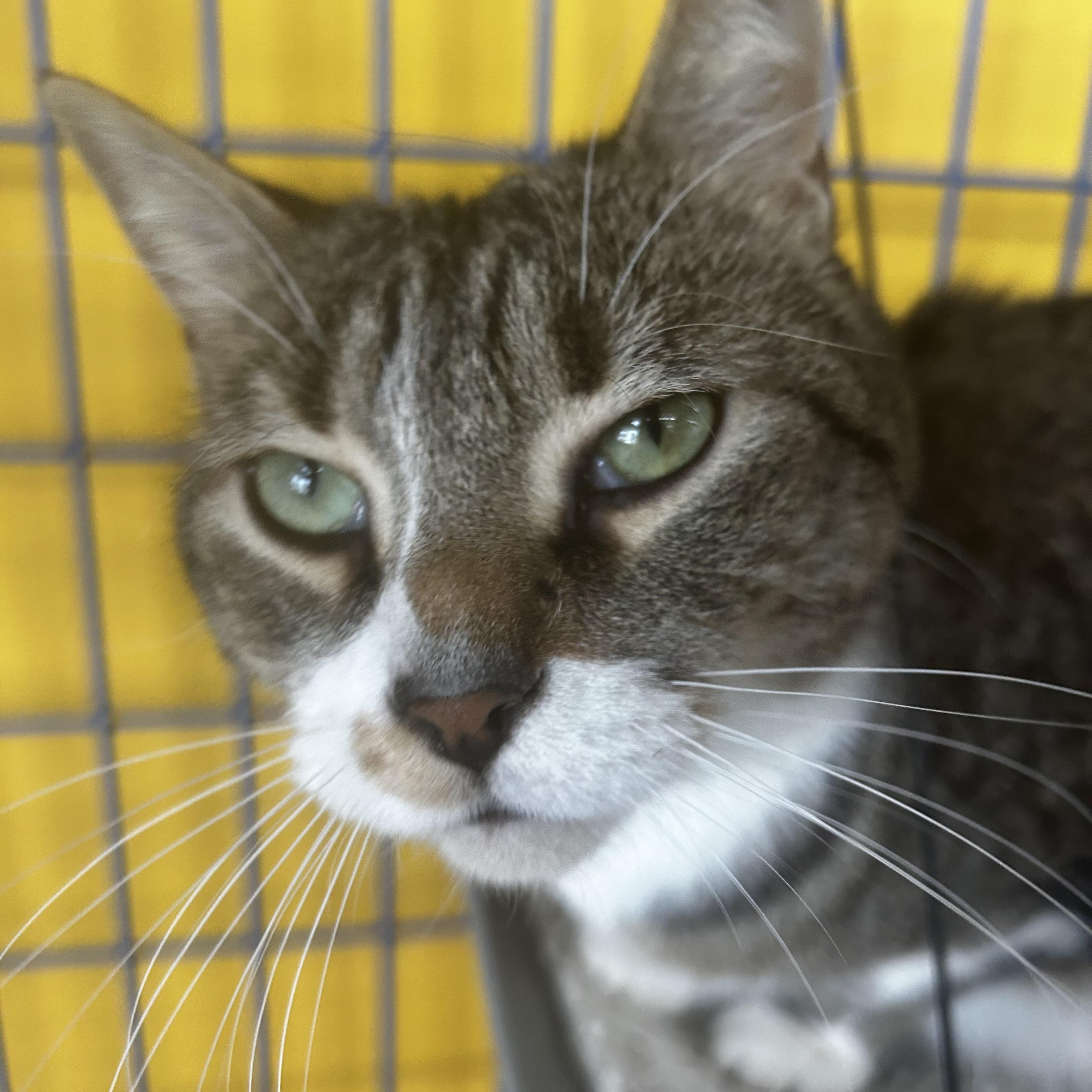 Enlarge Brooke - CHOW HOUND - ADOPTION PENDING!, an adopted Tabby in Grand Rapids, MI image 6/6