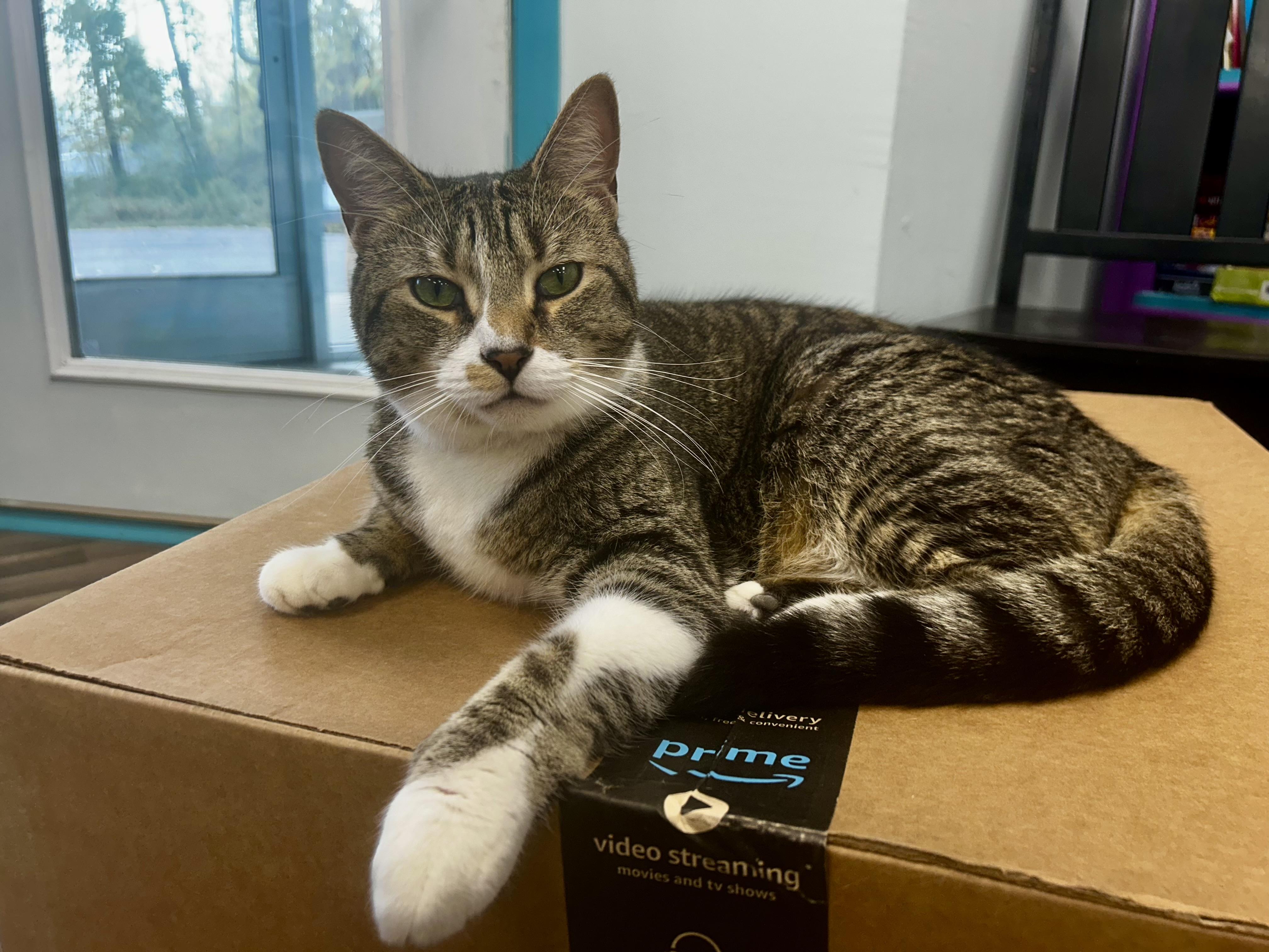 Enlarge Brooke- CHOW HOUND, a Adoptable Tabby in Grand Rapids, MI image 4/6