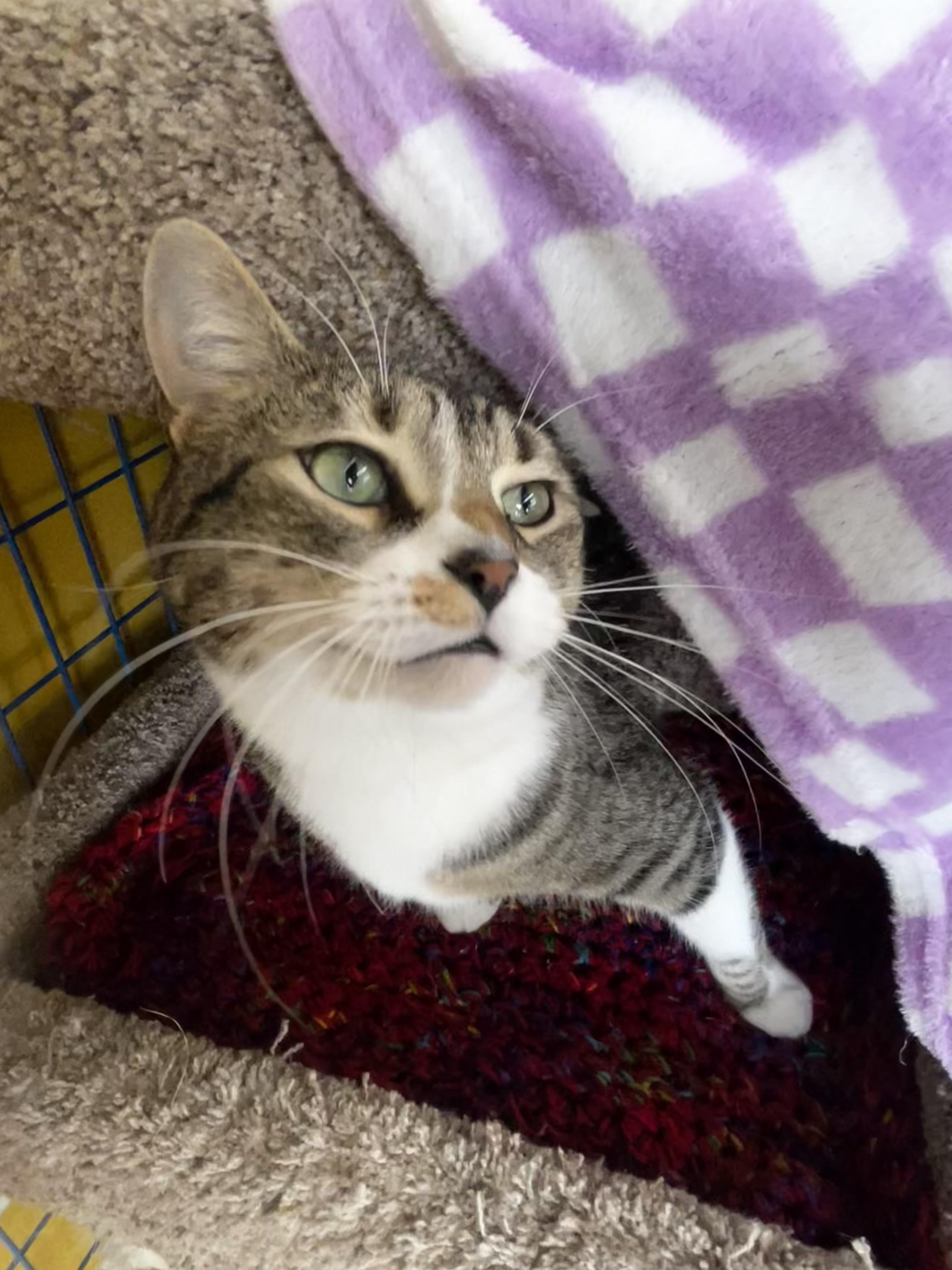 Enlarge Brooke - CHOW HOUND - ADOPTION PENDING!, an adopted Tabby in Grand Rapids, MI image 1/6