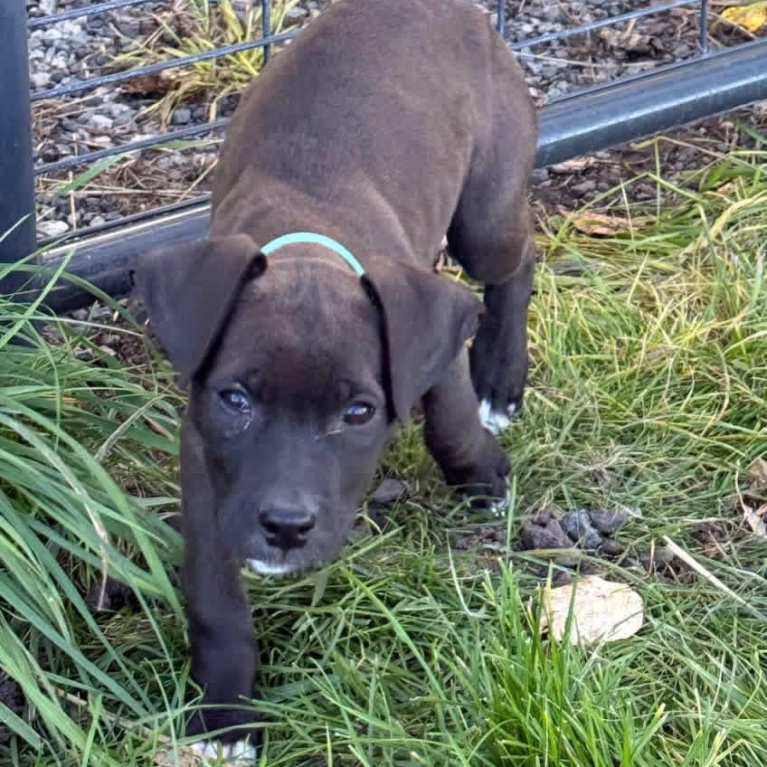 Sterling, Adoptable, Puppy Female Mixed Breed.