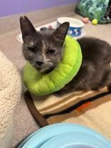 Mona, Adoptable, Young Female Domestic Short Hair.