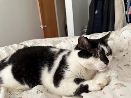 Enlarge Oreo, a Adoptable Domestic Short Hair in Ann Arbor, MI image 1/3