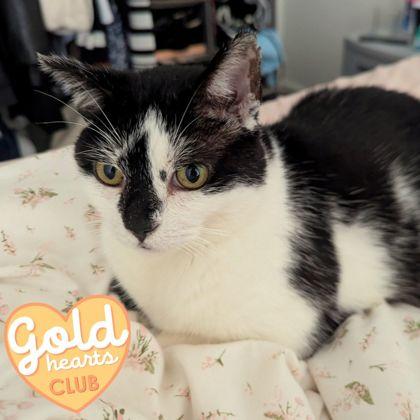 Enlarge Oreo, a Adoptable Domestic Short Hair in Ann Arbor, MI image 2/3