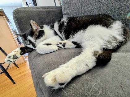 Enlarge Oreo, a Adoptable Domestic Short Hair in Ann Arbor, MI image 3/3