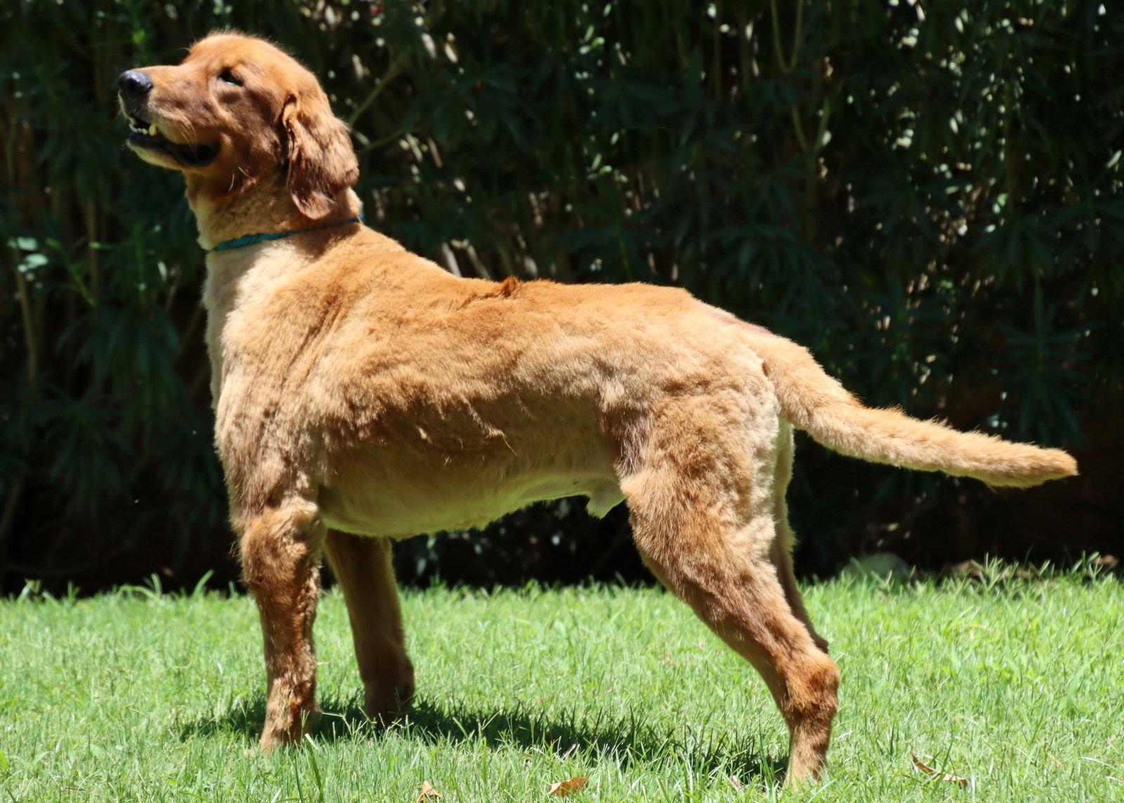 Poe, a Adoptable Golden Retriever in Glendale, AZ image 1/3